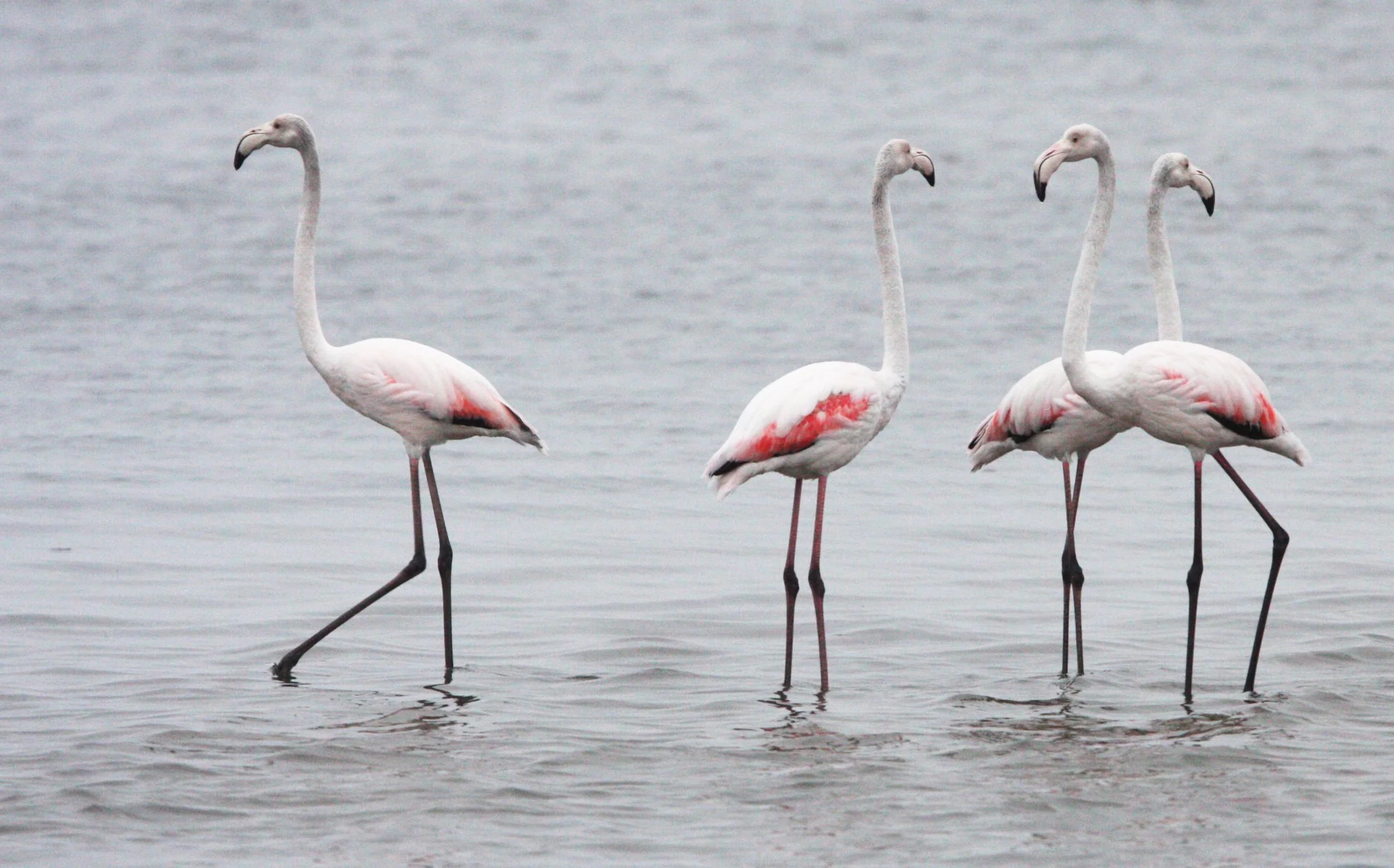 Phoenicopterus roseus - Greater Flamingo - Walvis Bay Namibia (9).JPG