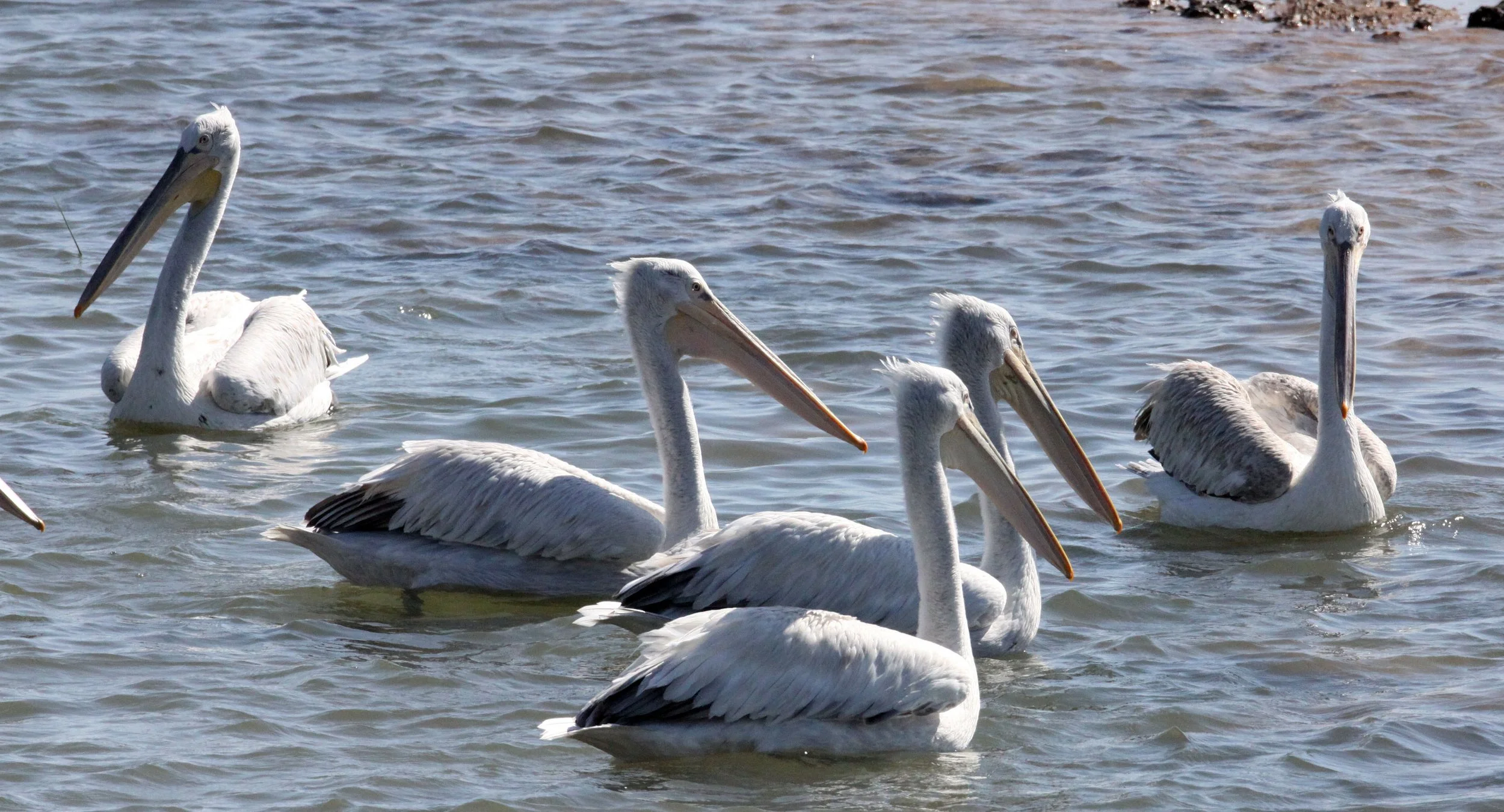 Pelecanus crispus - DALMATIAN PELICAN - GIR FOREST GUJARAT INDIA (60).JPG