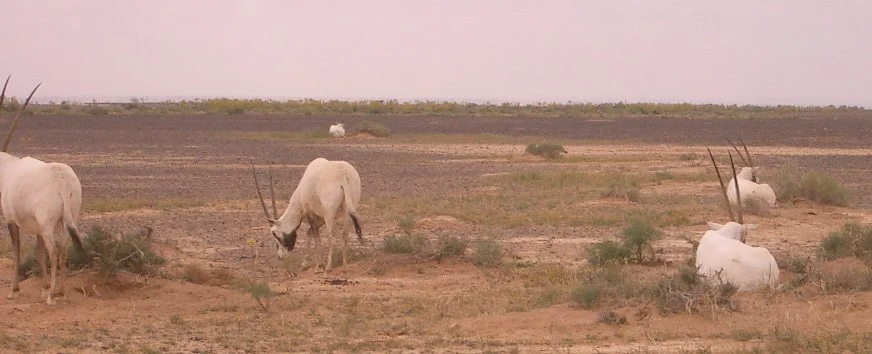 BOVID - ORYX - ARABIAN ORYX-SHAUMARI (4).JPG