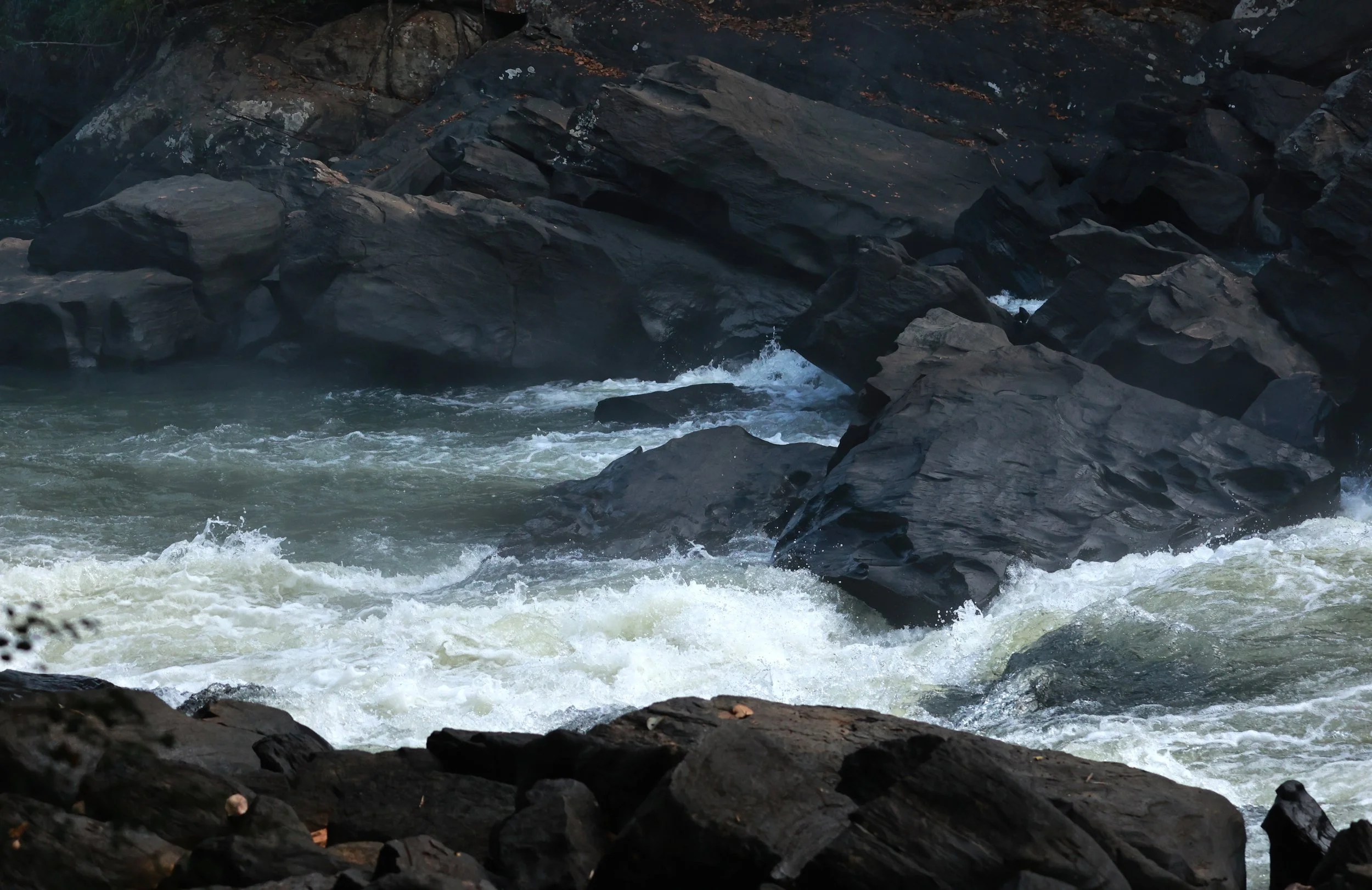 Feliciano Miguel Abdala Reserve (Caratinga Biological Reserve)  (2).JPG