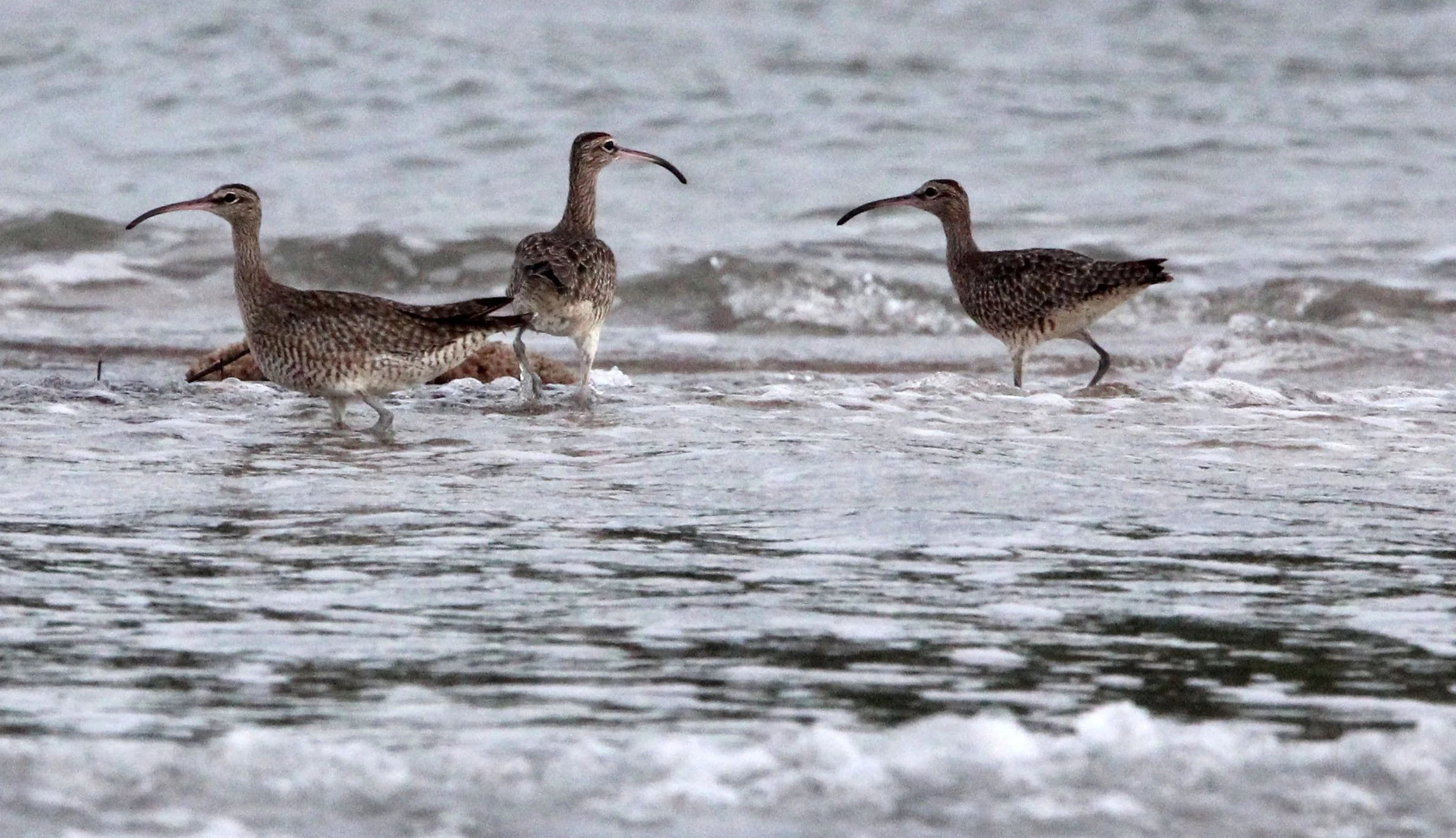 BIRD - WHIMBREL - TANGKOKO NATIONAL PARK SULAWESI INDONESIA (4).JPG