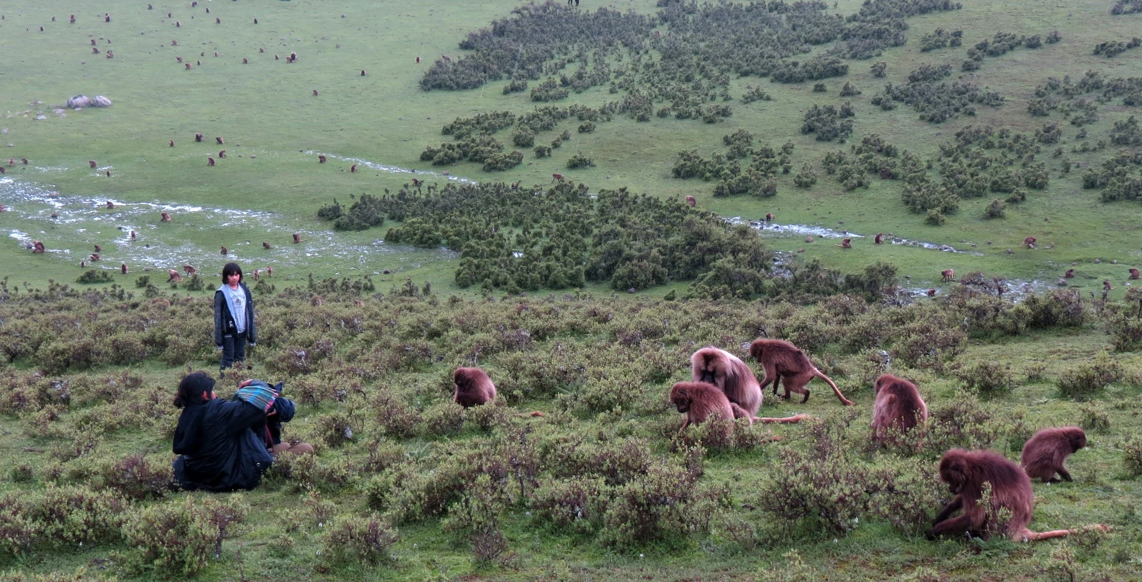 CERCOPITHECIDAE - Theropithecus gelada - GELADA - SIMIEN MOUNTAINS NATIONAL PARK ETHIOPIA (1601).JPG