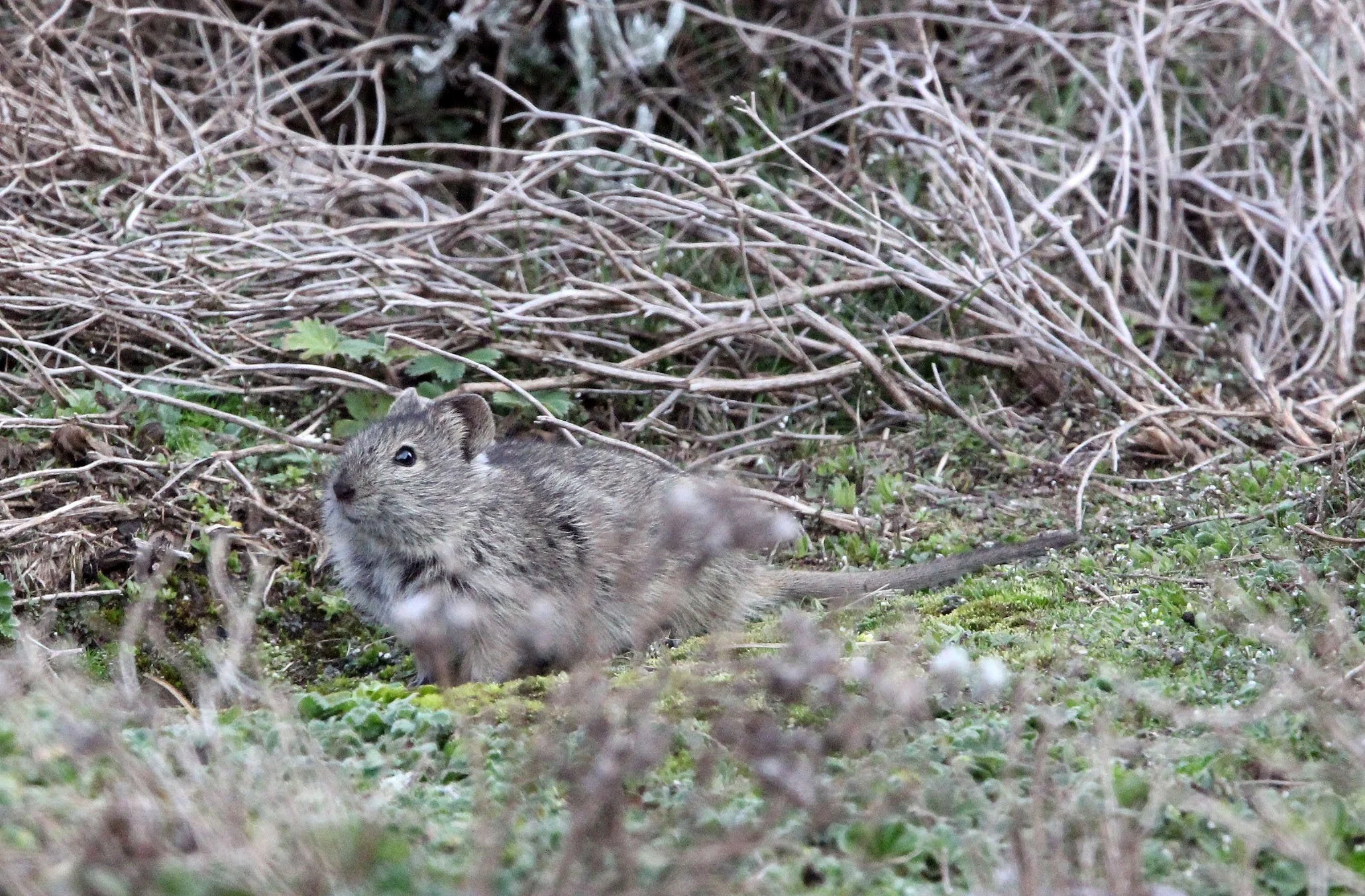 Lophuromys melanonyx - BLACK-CLAWED BRUSH-FURRED MOUSE - BALE MOUNTAINS NATIONAL PARK ETHIOPIA (34).JPG