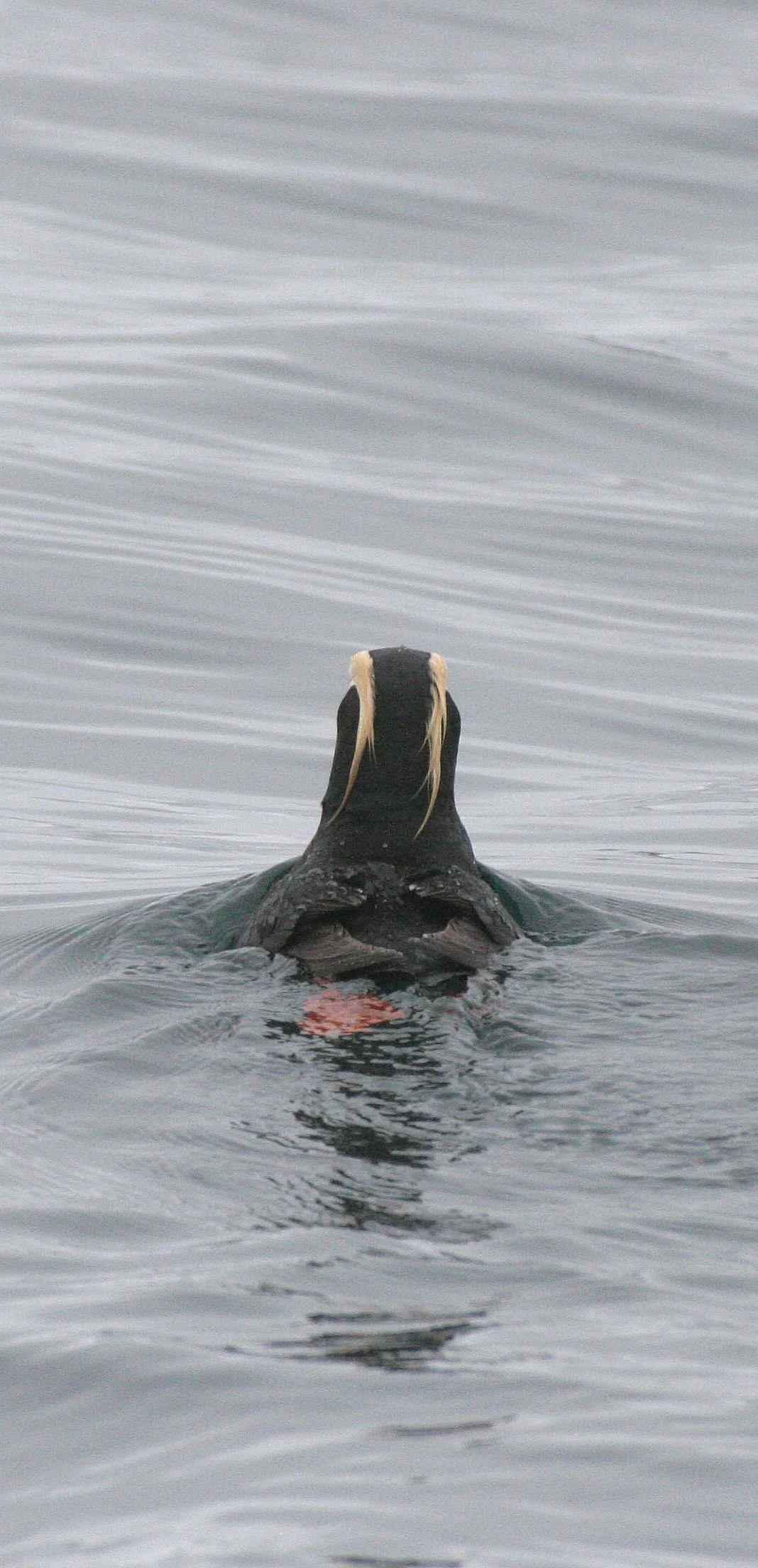 Fratercula cirrhata - TUFTED PUFFIN - COAST OF KAMCHATKA (60).jpg
