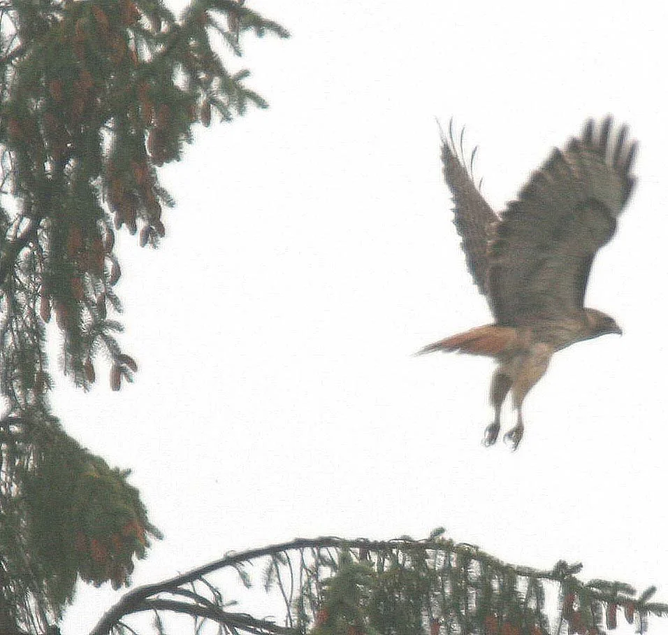 Buteo jamaicensis - RED-TAILED HAWK - COLUMBIA RIVER BASIN.jpg