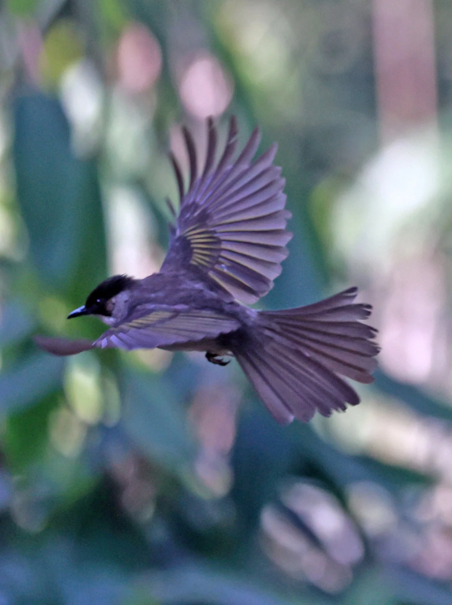 Ashy Bulbul (Hemixos flavala) Kaeng Krachan National Park Thailand, Jan 2025 (4).jpg