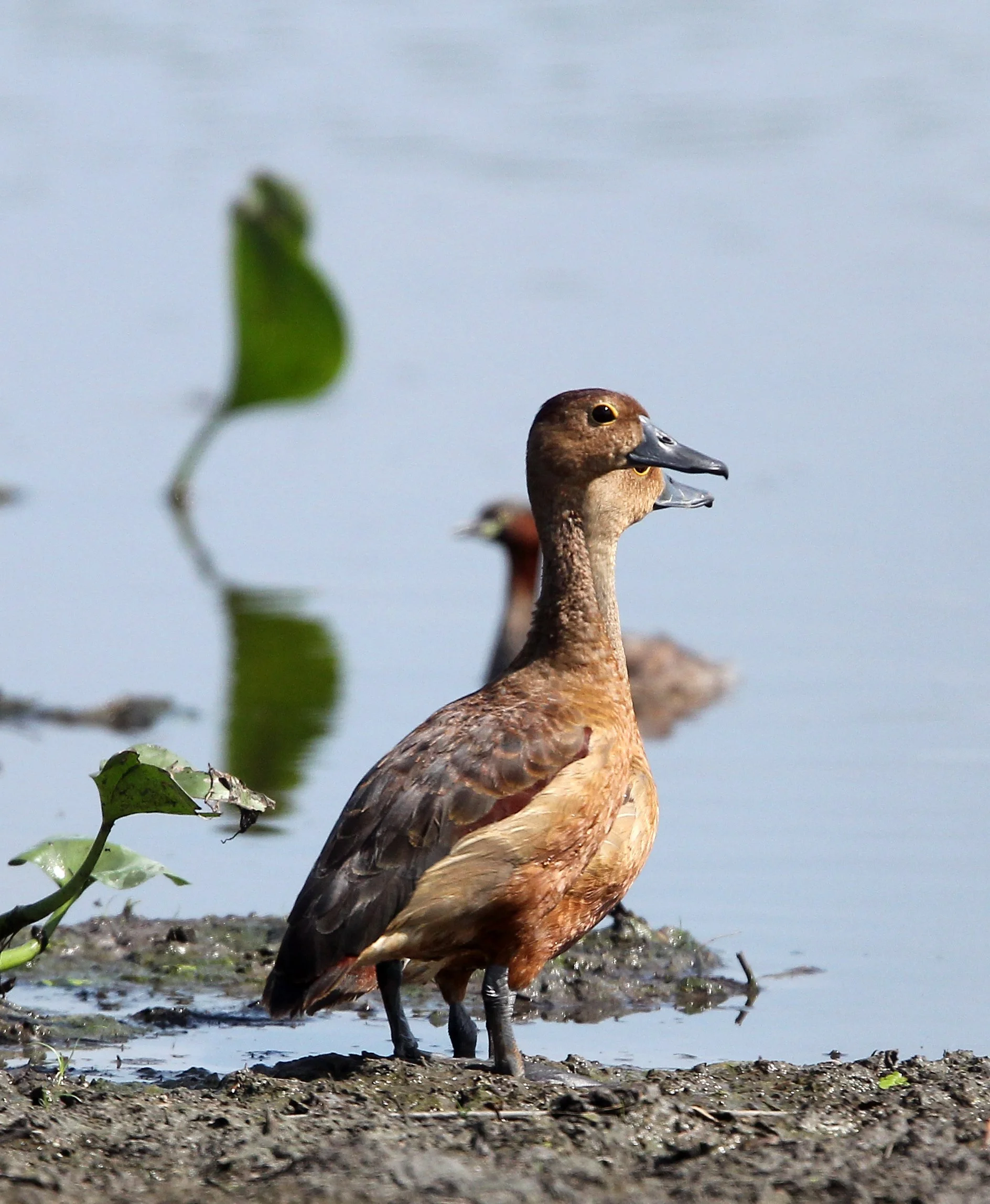 DUCK - LESSER WHISTLING DUCK  - Dendrocygna javanica - KOH LANTA THAILAND - SUMMER 2015 (29).JPG