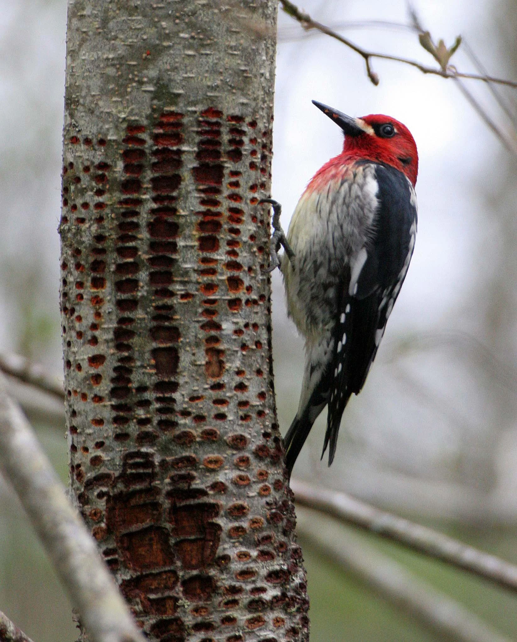 BIRD - WOODPECKER - SAPSUCKER - RED-BREASTED SAPSUCKER - SPHYRAPICUS RUBER - LAKE FARM TRAILS WA (20).JPG