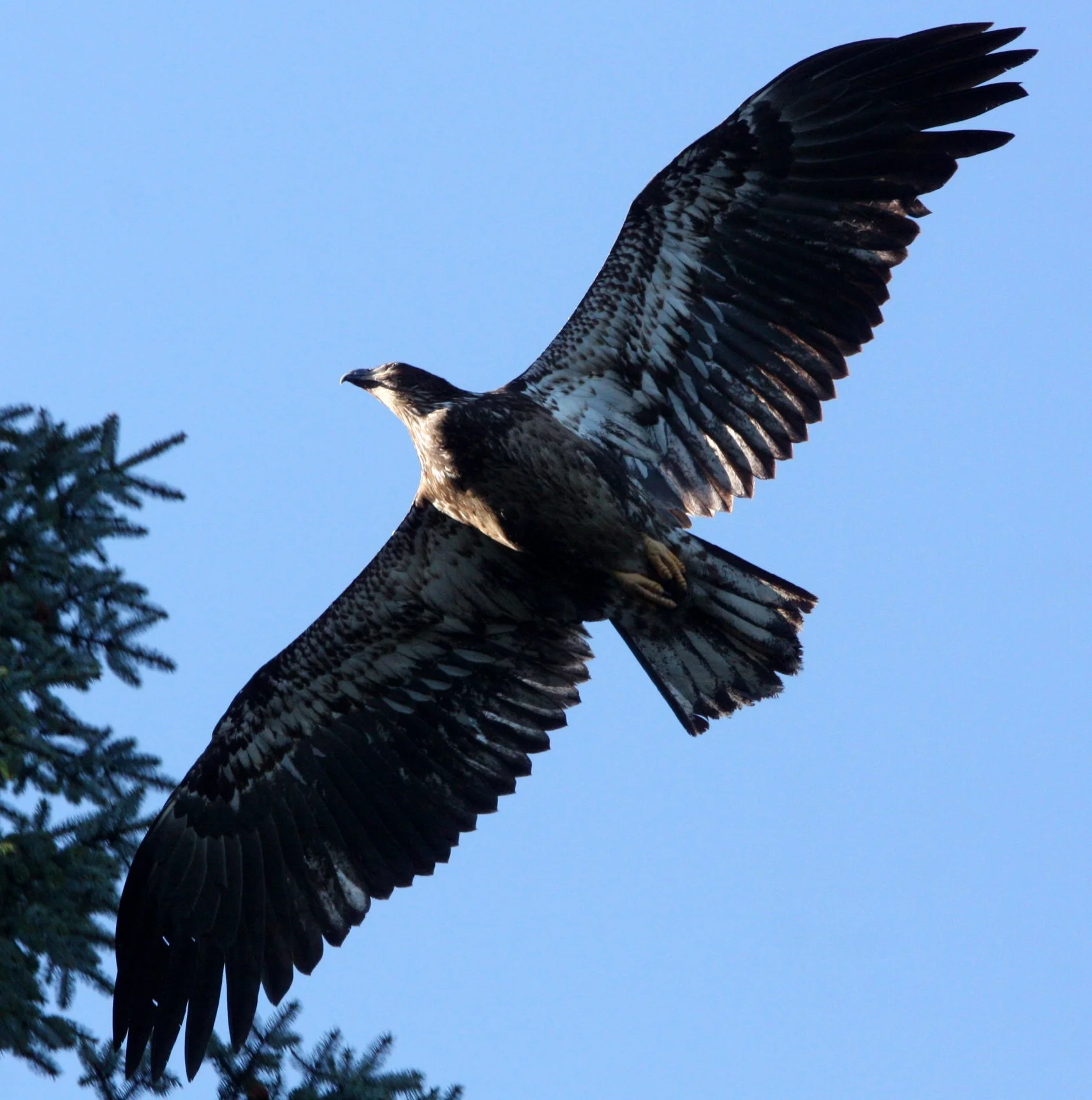 BIRD - EAGLE - BALD EAGLE IMMATURE - CAPE FLATTERY WA (3) - Copy.JPG
