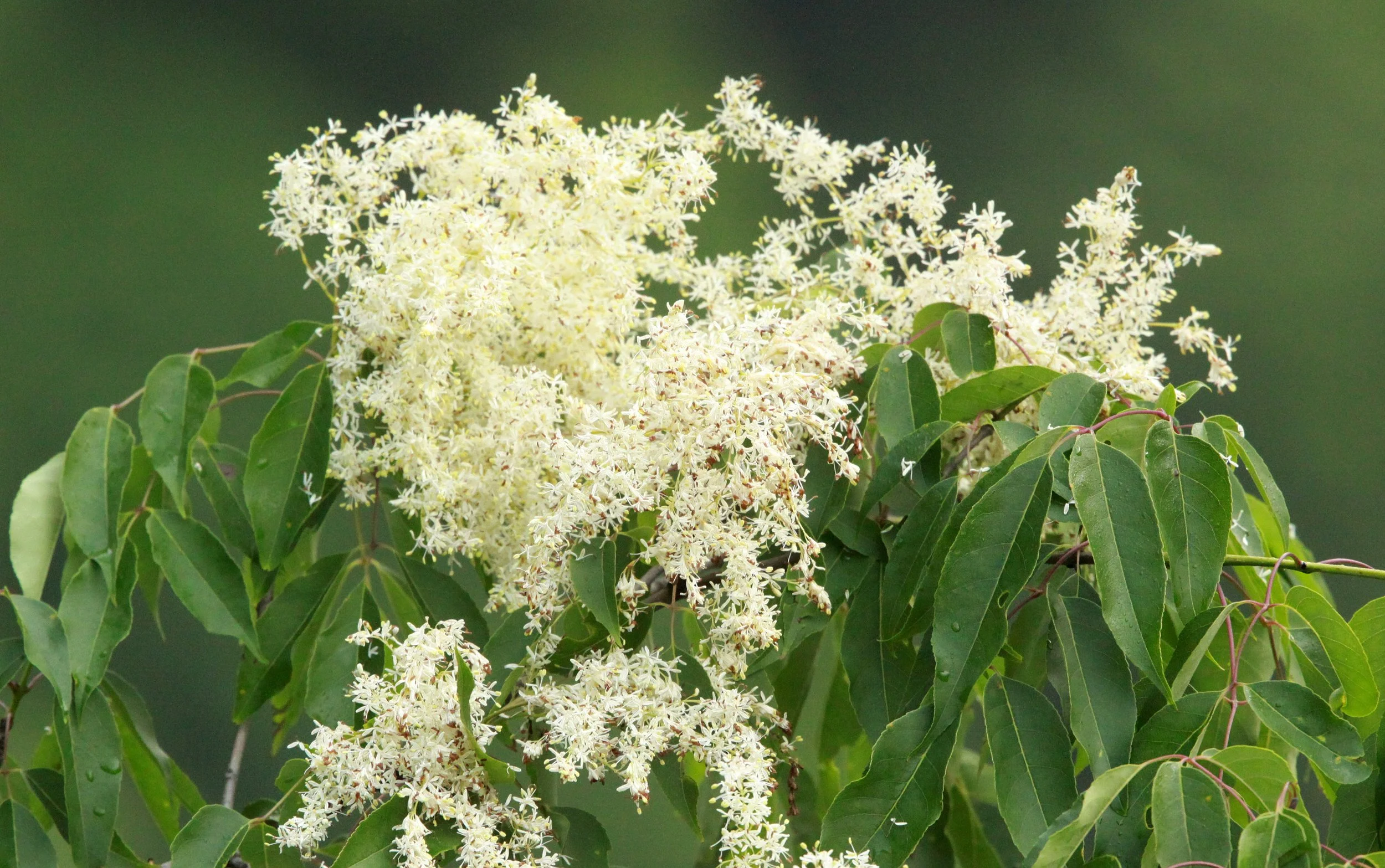 GUNIUJIANG NATURE RESERVE - ANHUI PROVINCE CHINA (91).JPG