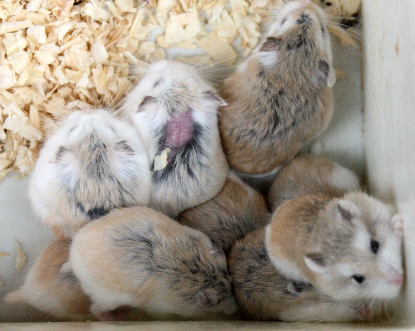 KUNMING - ANIMAL MARKET (4).JPG