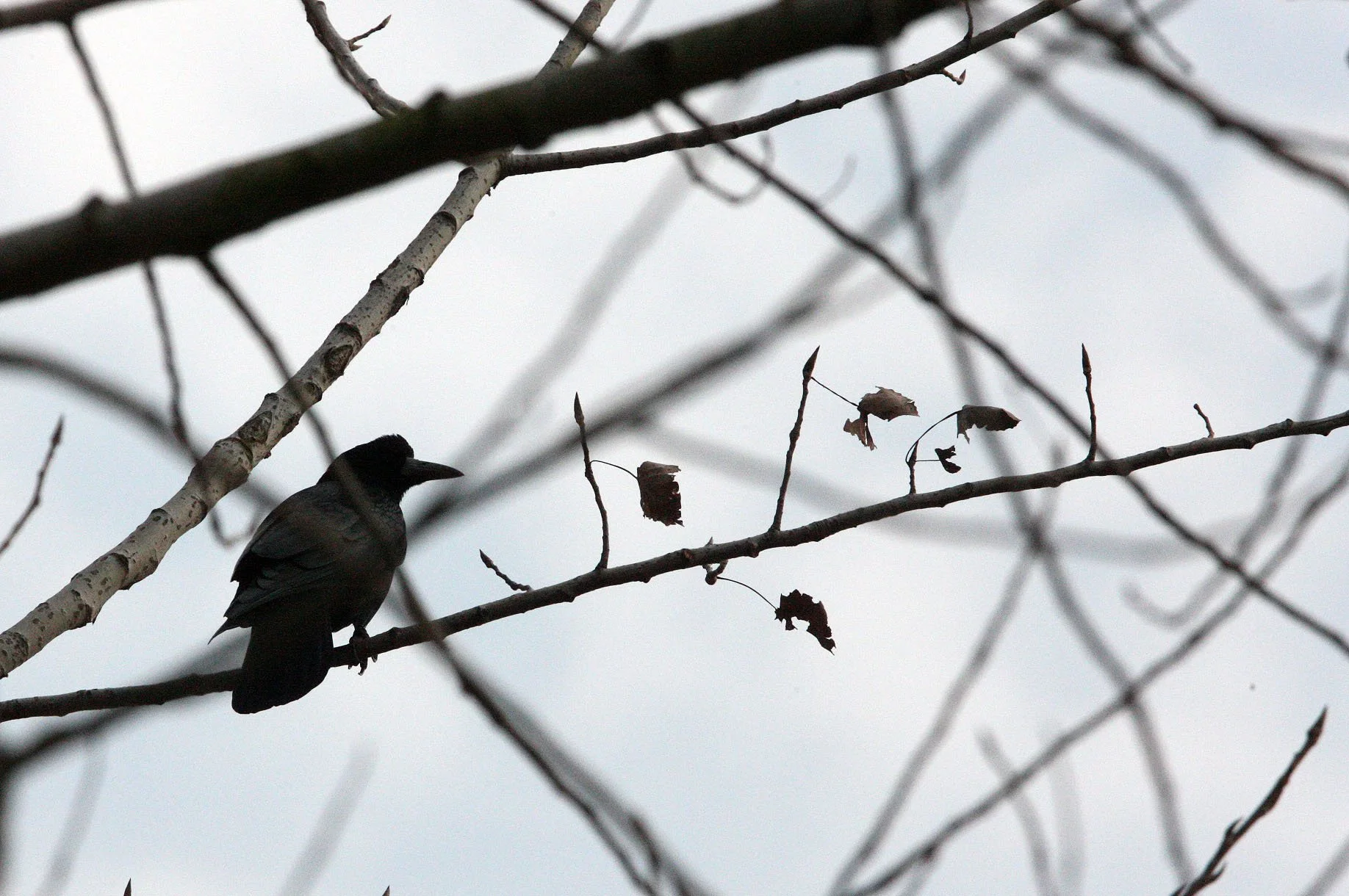 BIRD - JACKDAW - DAURIAN JACKDAW - COLOEUS DAUURICUS - WITH ROOKS - POYANG LAKE, JIANGXI PROVINCE, CHINA (16).JPG
