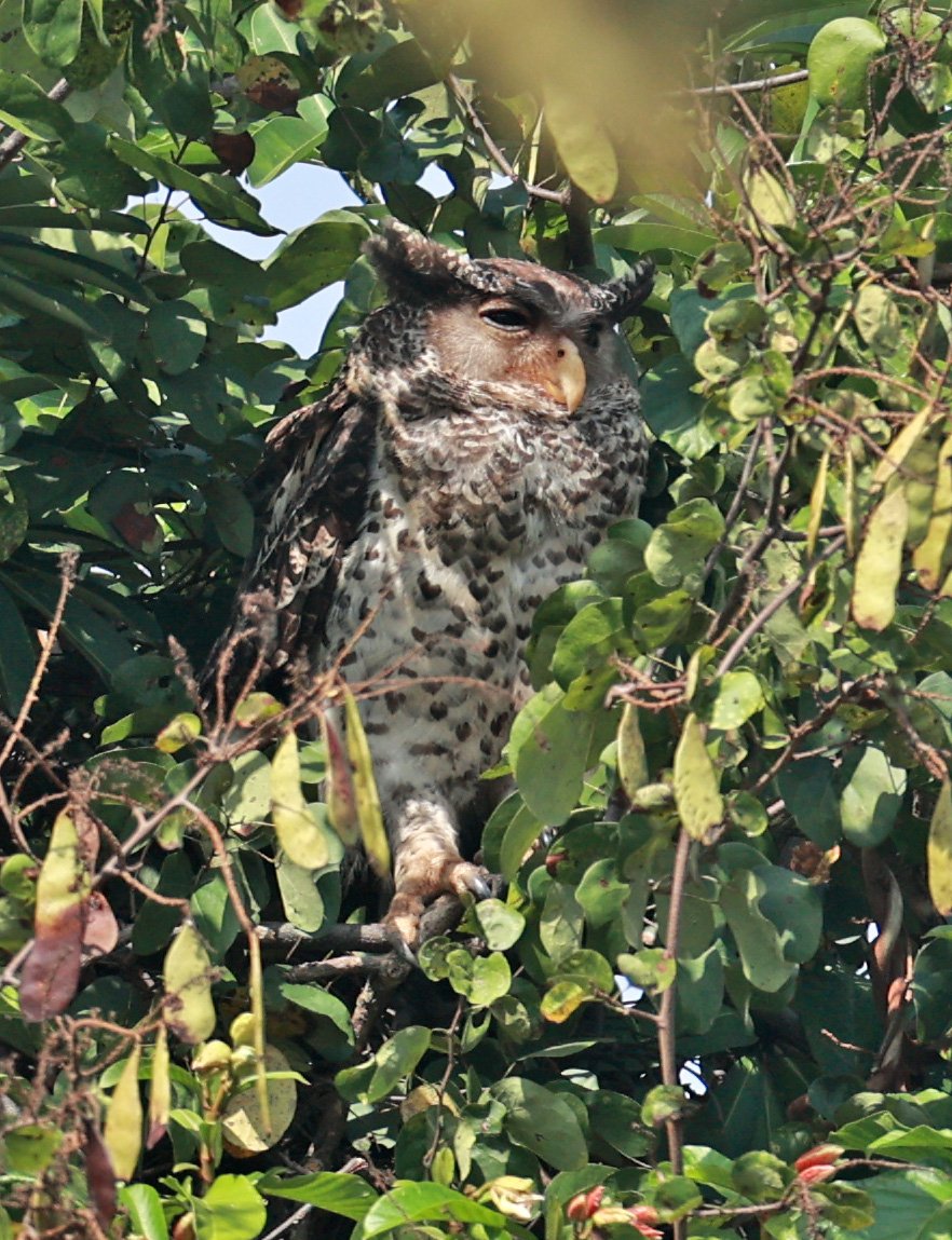 Spot-bellied Eagle-Owl (Bubo nipalensis) Pak Chong Mu Si Municipality Feb 2026  (18).jpg