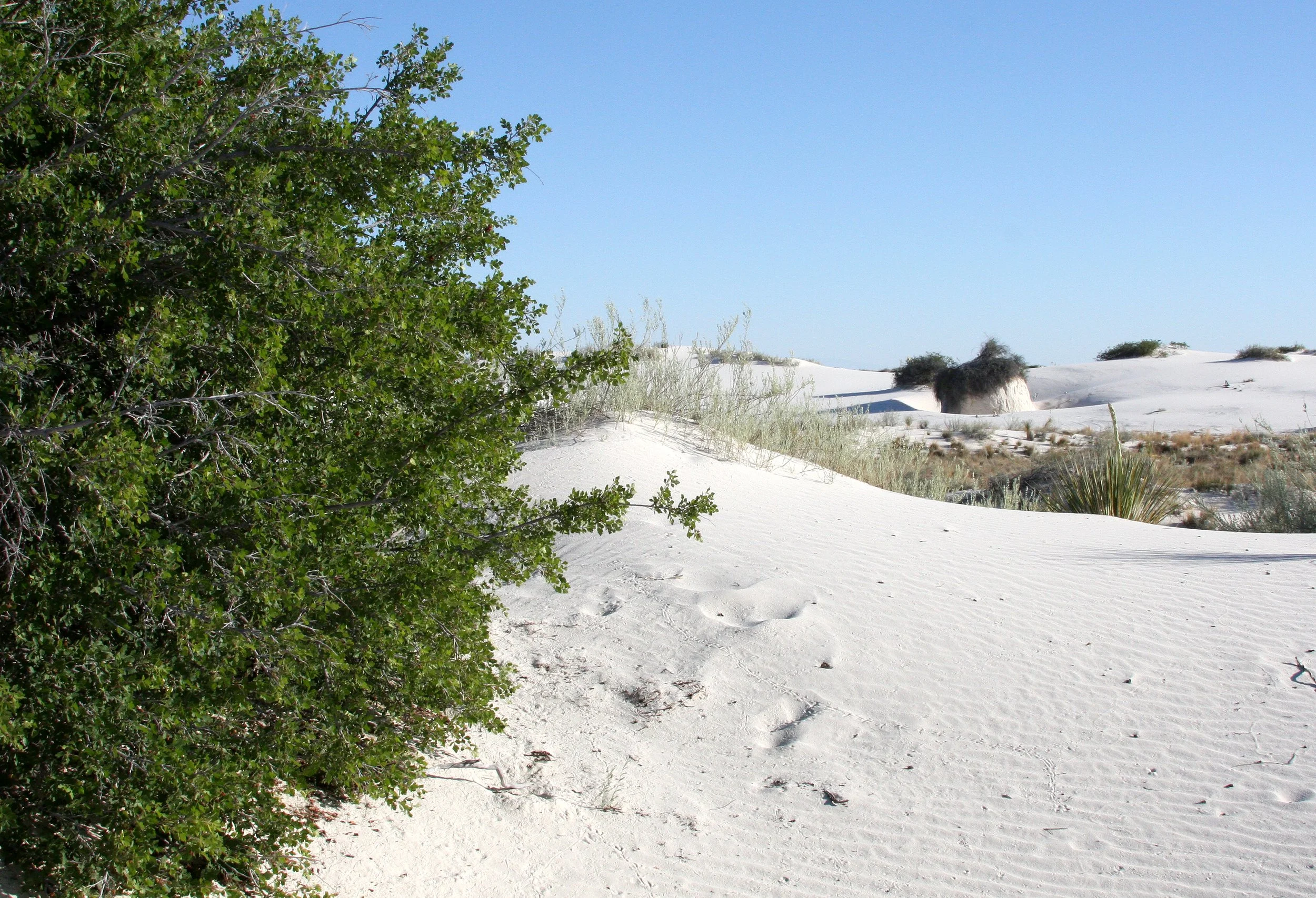 ANACARDIACEAE - RHUS TRILOBATA - SKUNKBUSH SUMAC - WHITE SANDS NATIONAL MONUMENT.JPG