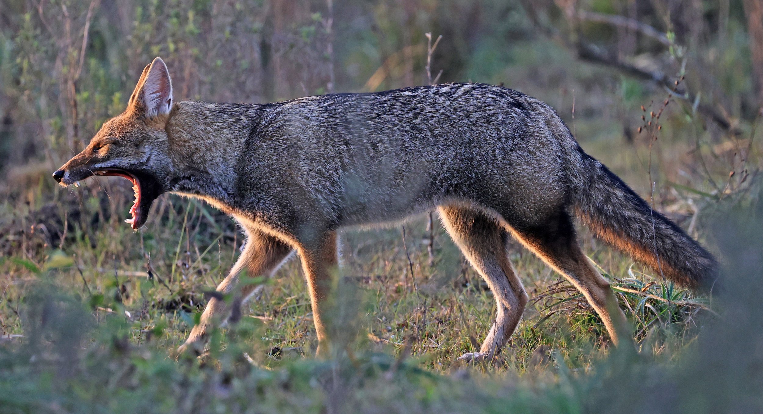 Pampas Fox (Lycalopex gymnocercus) El Palmar National Park, Entre Rios, Argentina (21).jpg