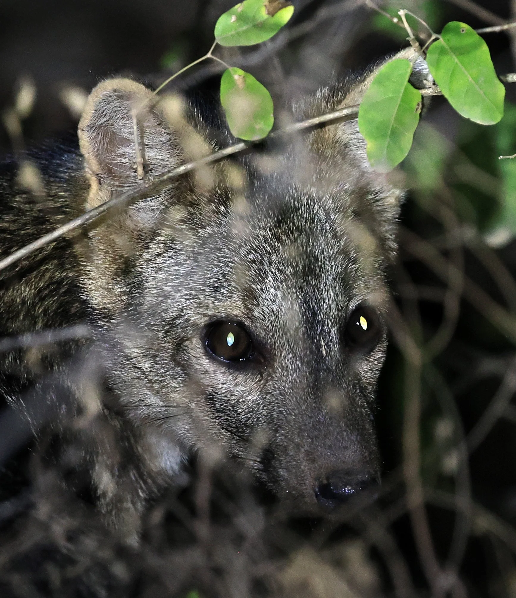 Crab-eating Fox (Cerdocyon thous) Agua Dulce Paraguay (58).jpg