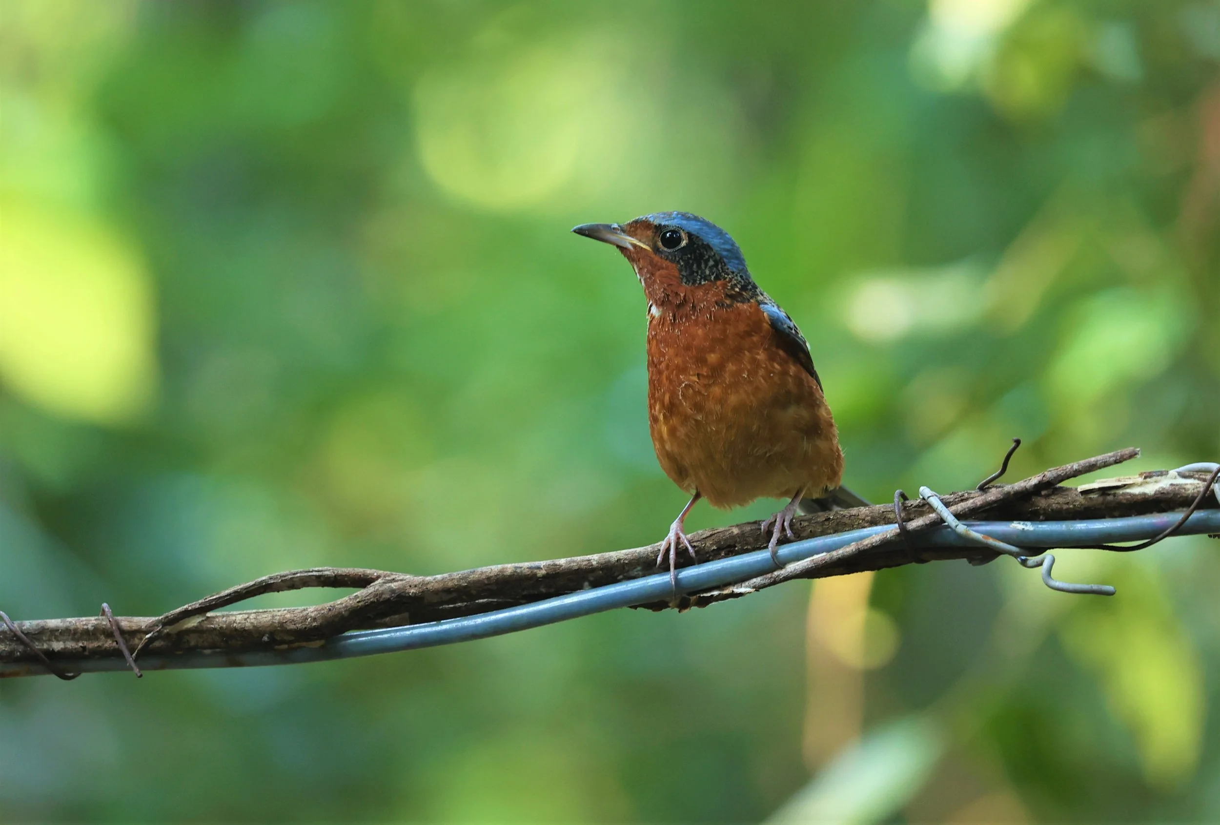 ROCK-THRUSH - WHITE-THROATED ROCK-THRUSH - Monticola gularis - WAT THAM PRATHUM CHONBURI JAN 30 2022 (10).jpg