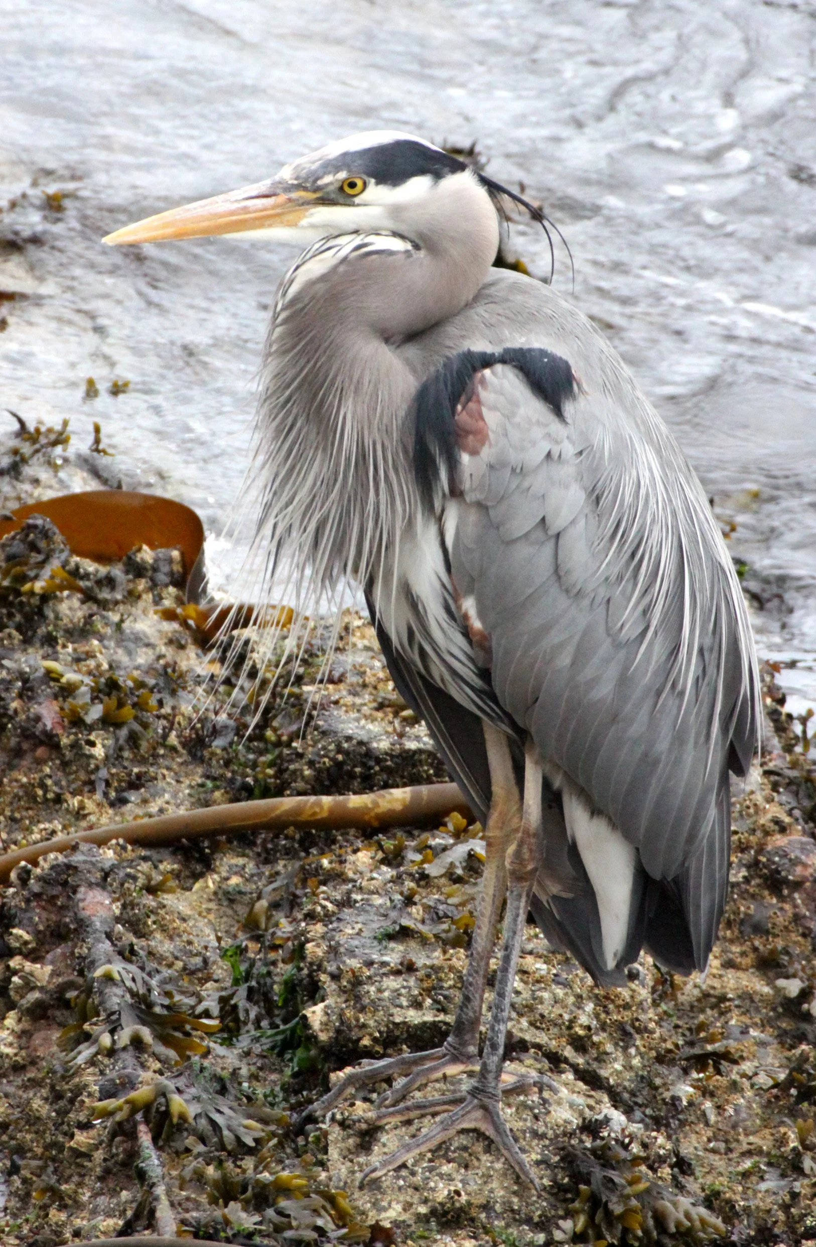 HERON - GREAT BLUE HERON- Ardea herodias - SOMEMOS MARSH VANCOUVER ISLAND BC (2).JPG