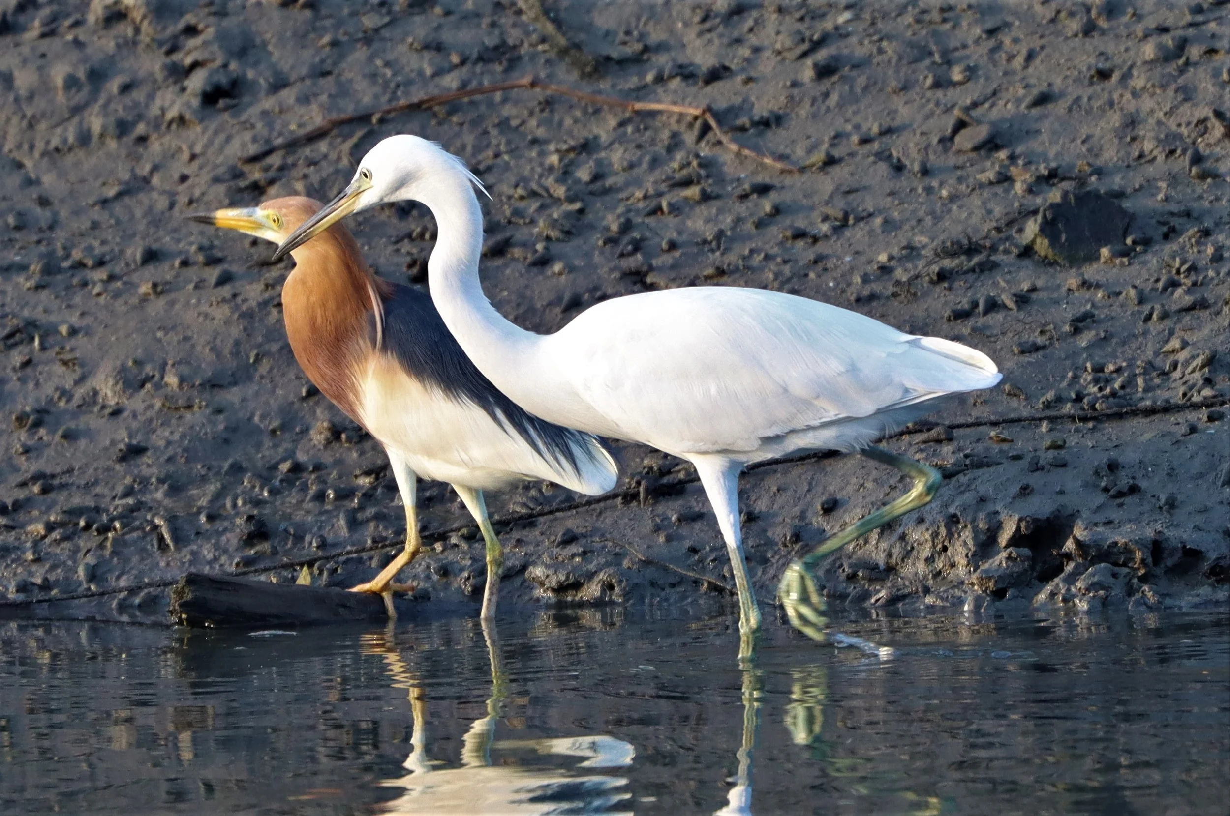 EGRET - CHINESE EGRET - Egretta eulophotes - LAEM PAK BIA PETBURI (27).jpg