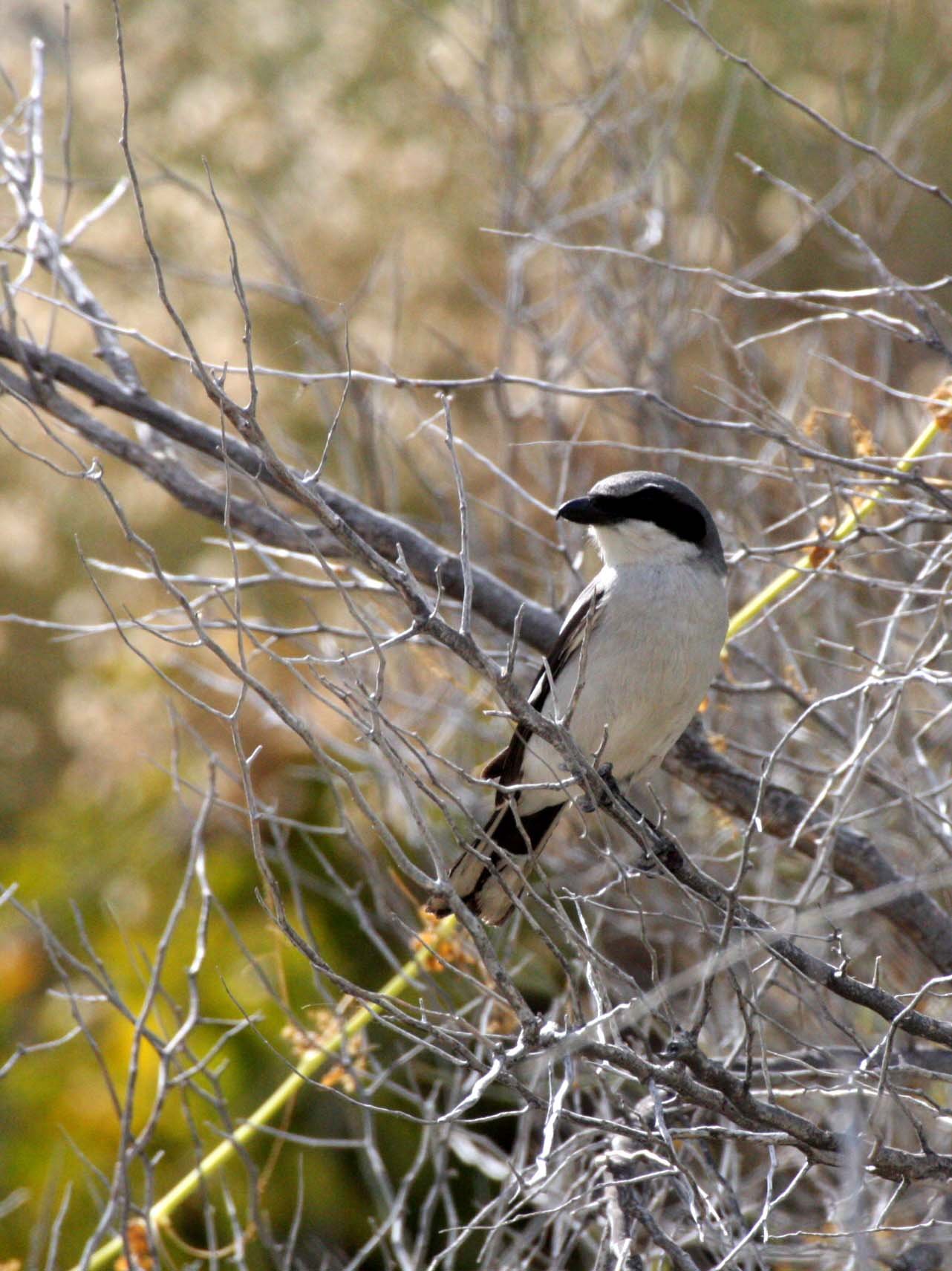 Loggerhead Shrike (Lanius ludovicianus) Isla Catalina Baja Mexico (19).JPG