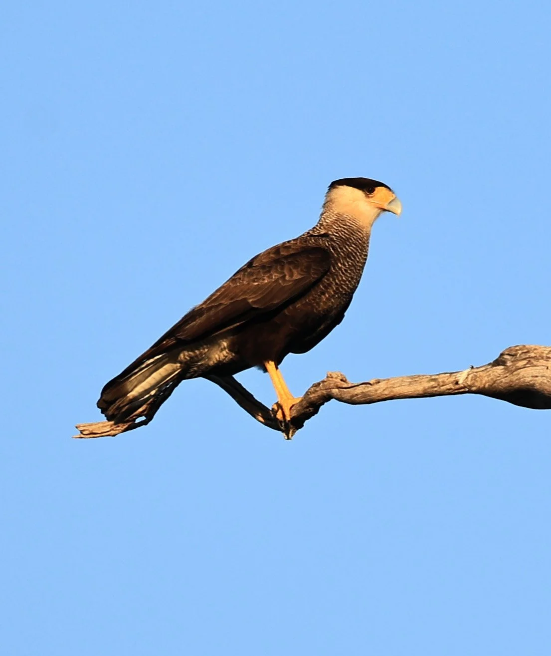 Crested Caracara (Caracara plancus) Agua Dulce Paraguay  (7).jpg