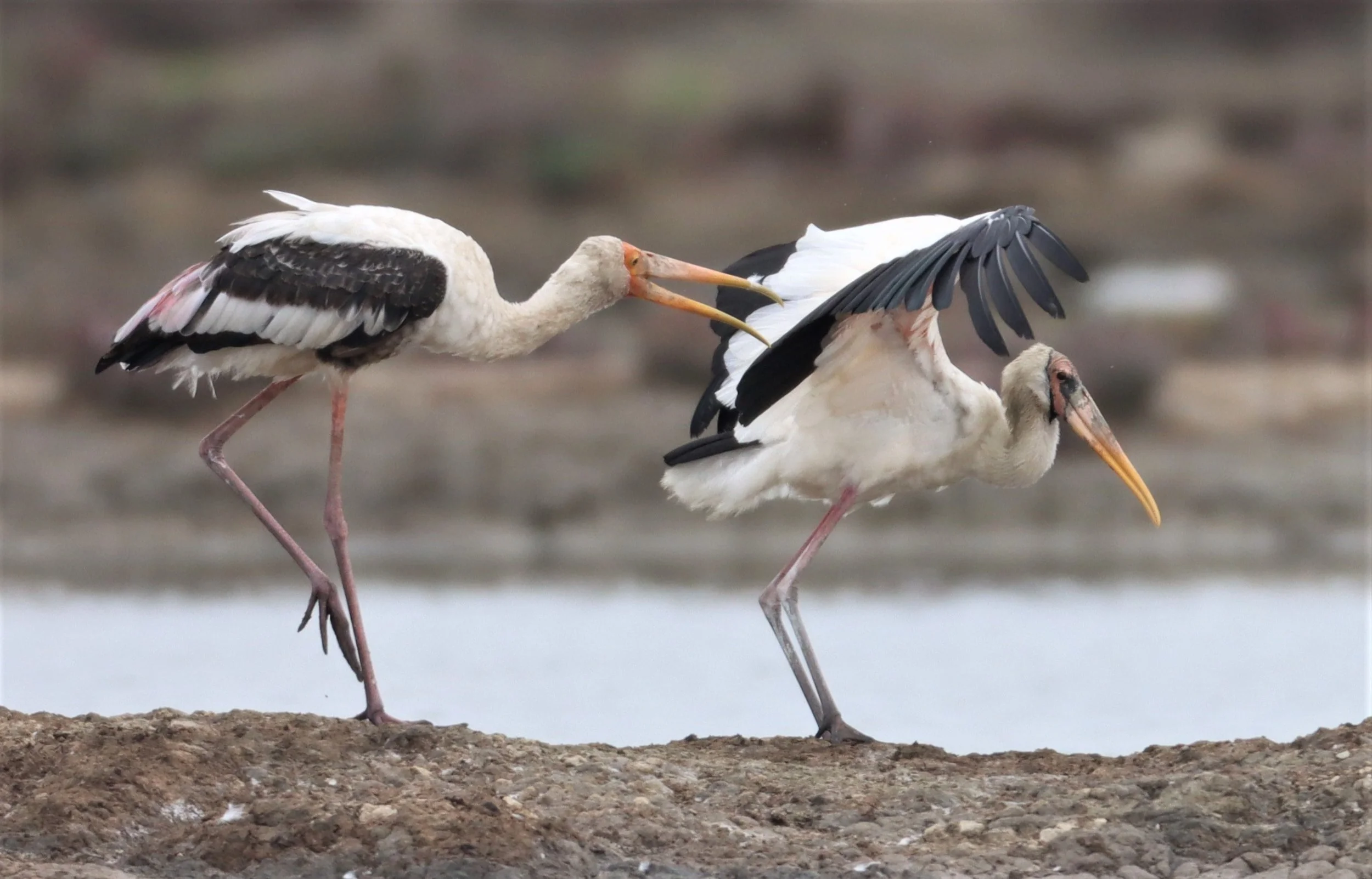 STORK - MILKY STORK - Mycteria cinerea - WITH PAINTED STORK - KHLONG TAMRU CHONBURI (54).jpg