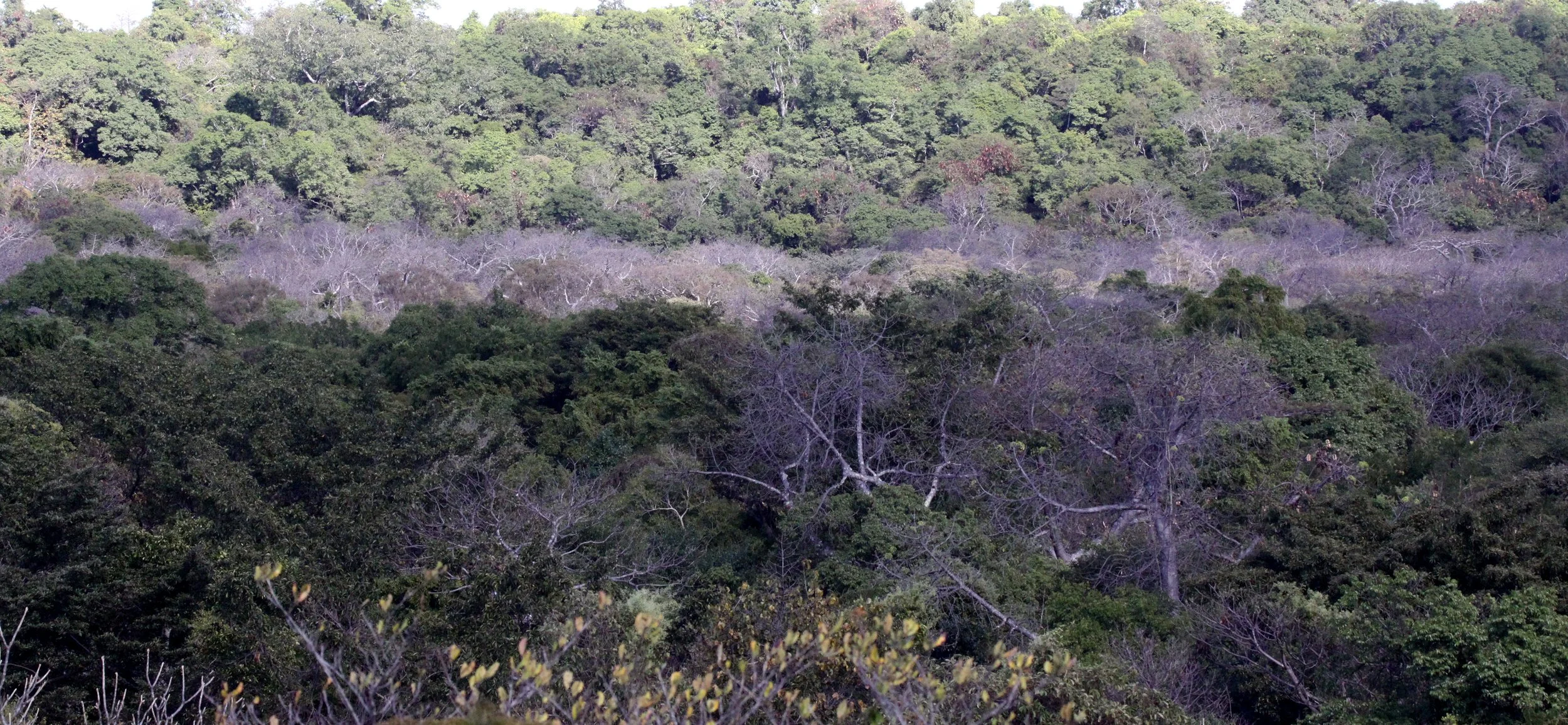 ANKARANA NATIONAL PARK MADAGASCAR - DRY FOREST (2).JPG