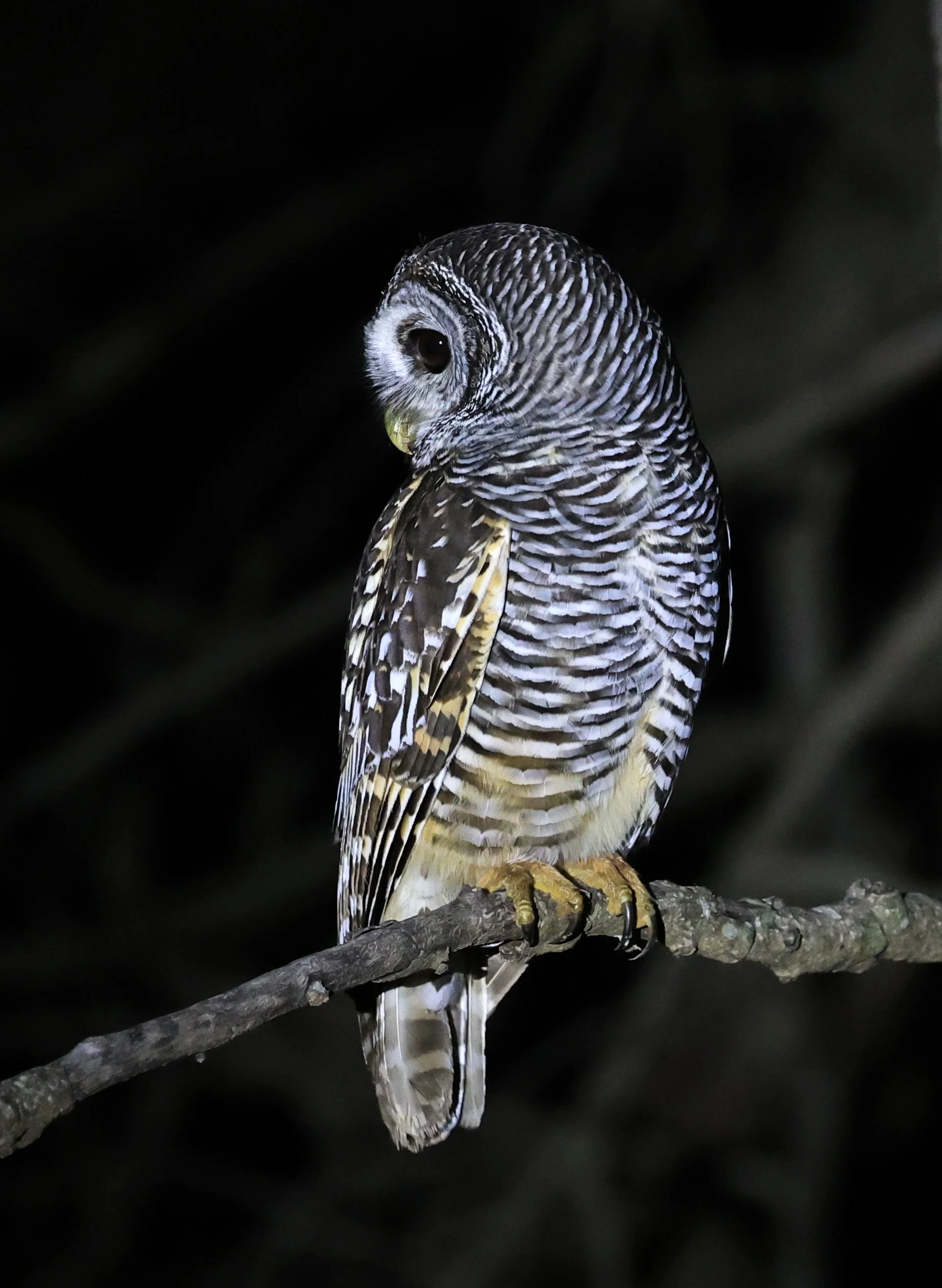 Chaco Owl (Strix chacoensis) Reserva Nueland  Selva Serena (1).jpg