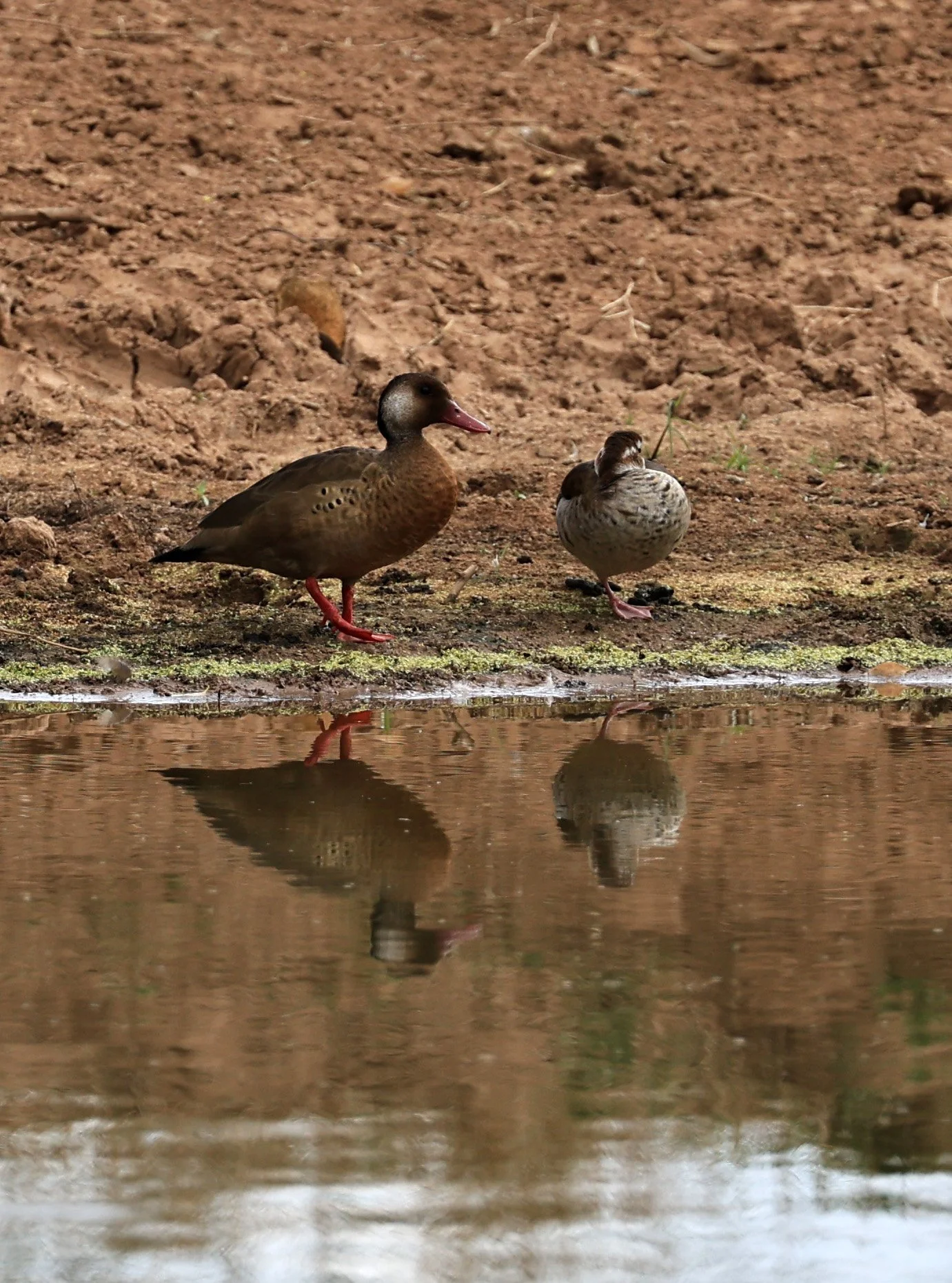 Brazilian Teal (Amazonetta brasiliensis) Estancia Campo'i Paraguay (1).jpg