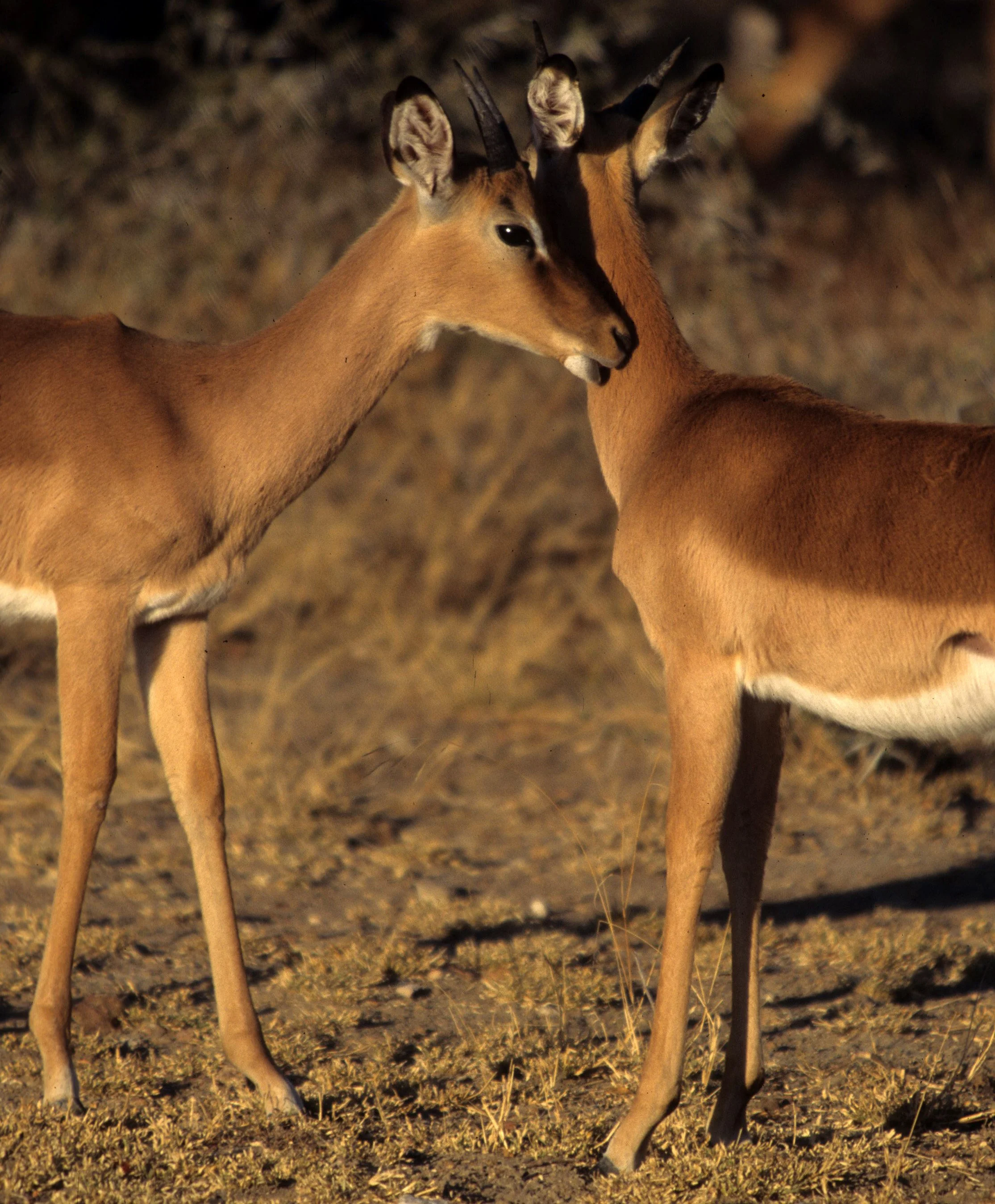 BOVID - IMPALA - SERENGETI (18).jpg