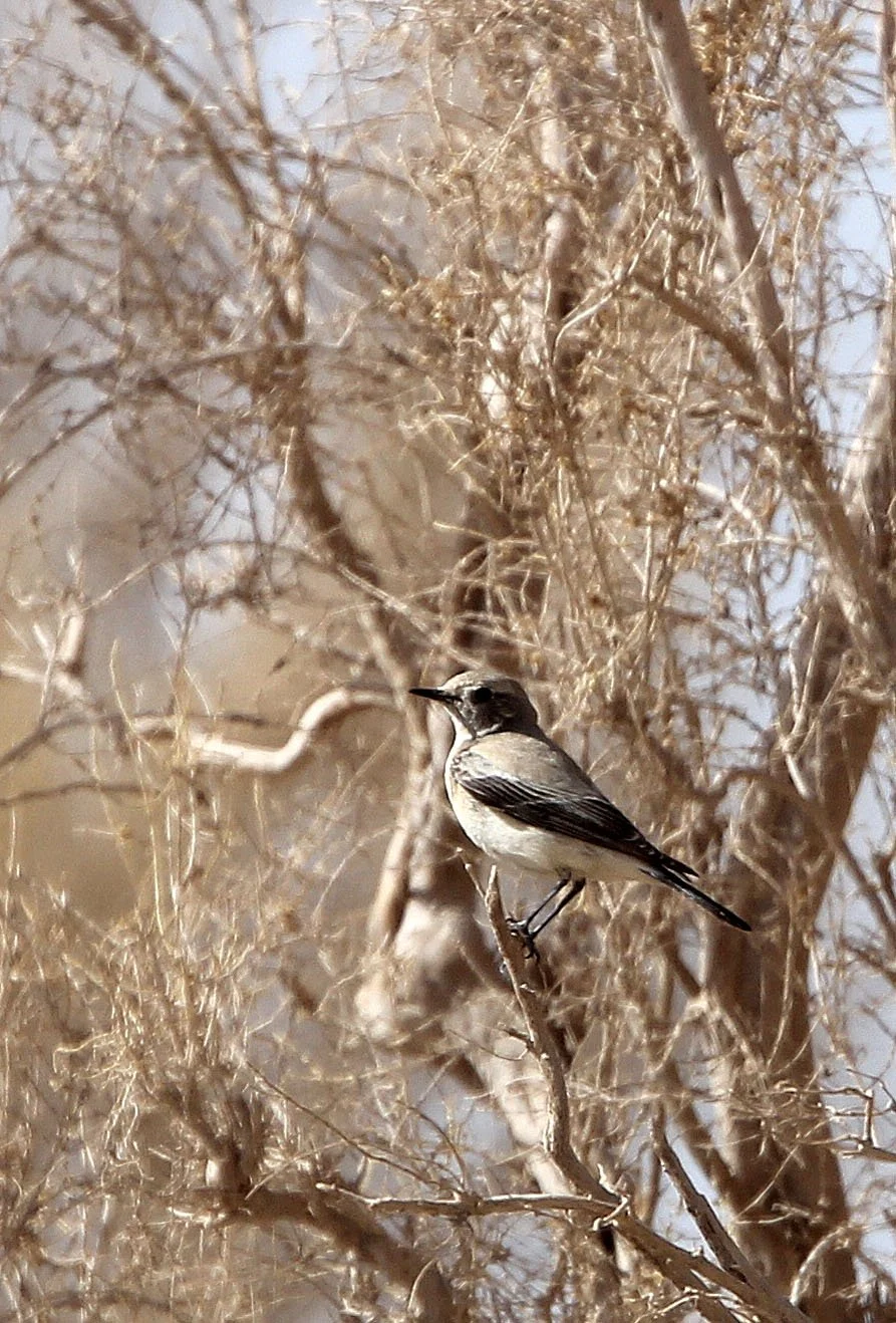 BIRD - WHEATEAR - NORTHERN WHEATEAR - LOP NUR WILD BACTRIAN CAMEL RESERVE - XINJIANG CHINA - TALIMU RIVER ECOSYSTEM (4).JPG