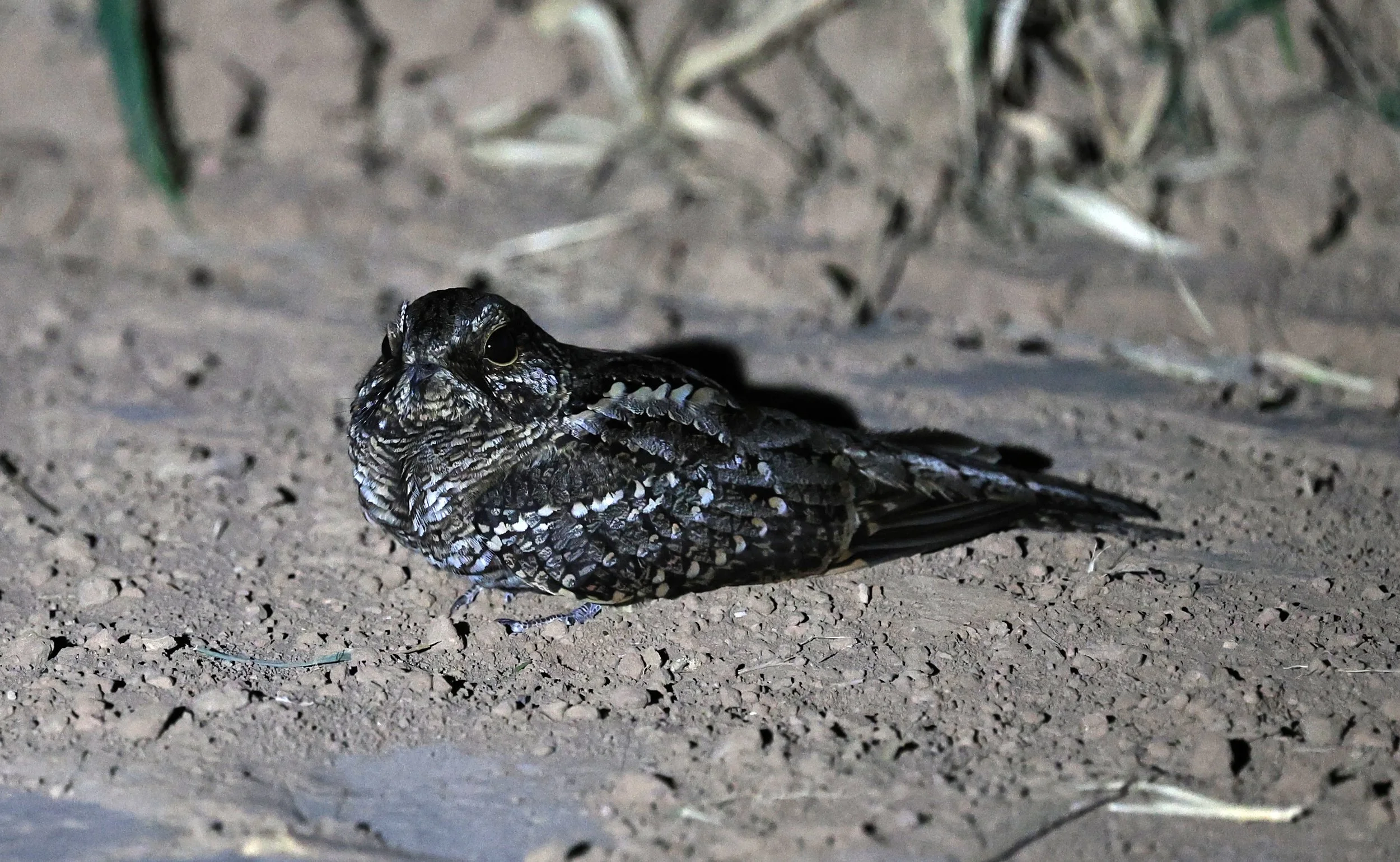 Scissor-tailed Nightjar (Hydropsalis torquata) female - Fortin Toledo Paraguay (16).jpg