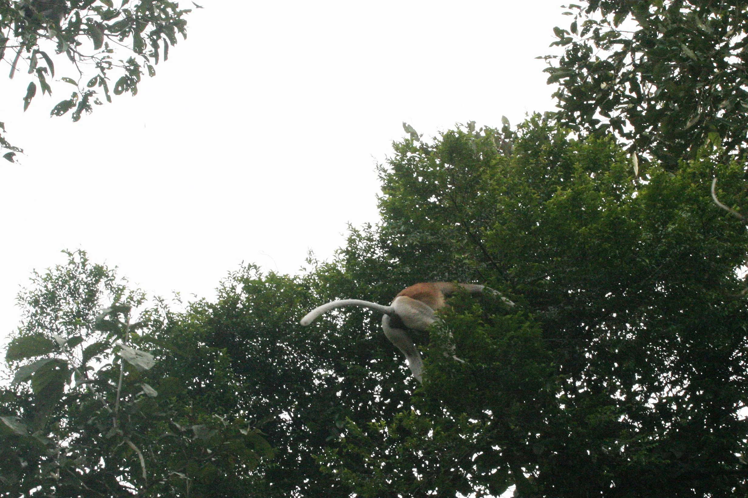 CERCOPITHECIDAE - Nasalis larvatus - PROBOSCIS MONKEY - KINABATANGAN RIVER BORNEO  (67).JPG