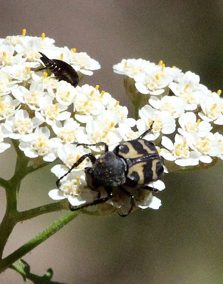 Trichius zonatus - - Feija NP, Tunisia (4).JPG