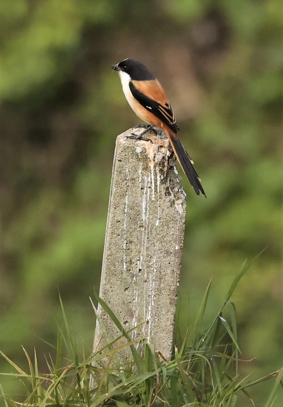 Long-tailed Shrike (Lanius schach) Doi Ang Khang Chiang Mai (1).jpg