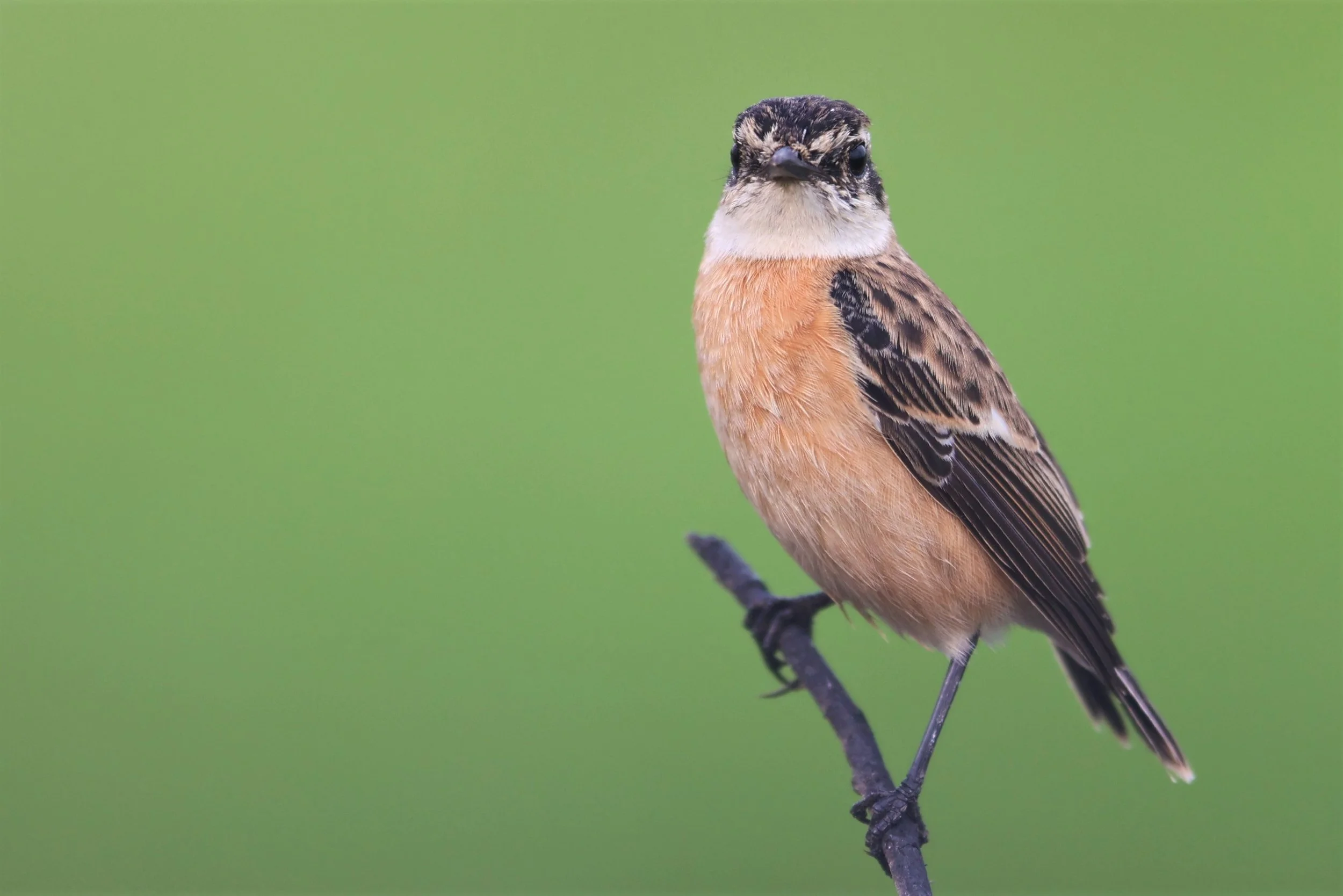 STONECHAT - AMUR (STEJNEGER'S) STONECHAT - Saxicola stejnegeri - PATHUM THANI RICE RESEARCH CENTER 06 NOV 2021 (18).jpg