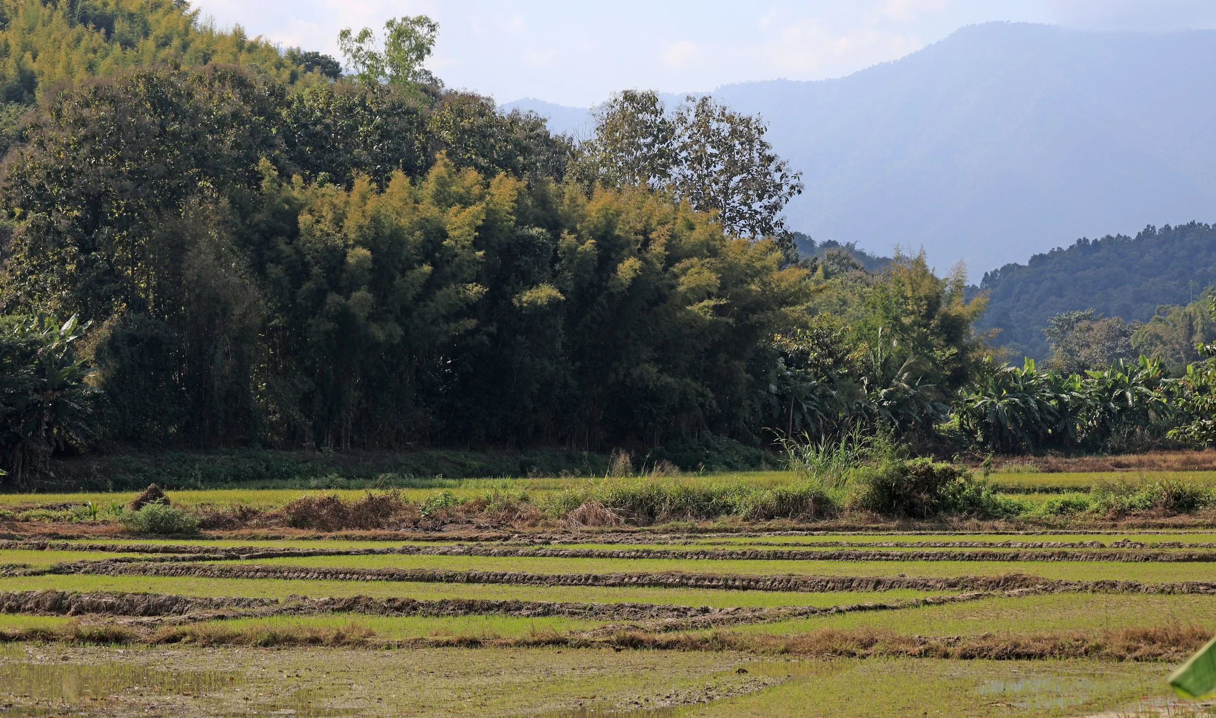 Phra That Pha Chang - Phayao Province (3).jpg