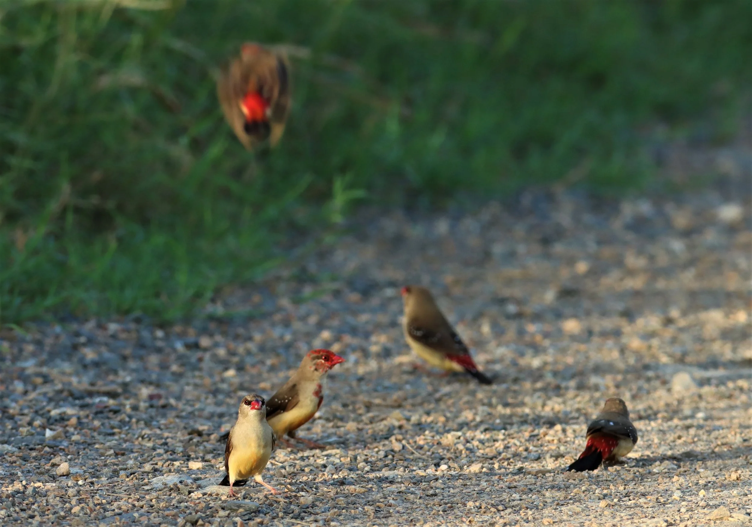 RED AVADAVAT - Amandava amandava - LAT KRABANG RICE FIELDS AT THAP YAO (104).jpg