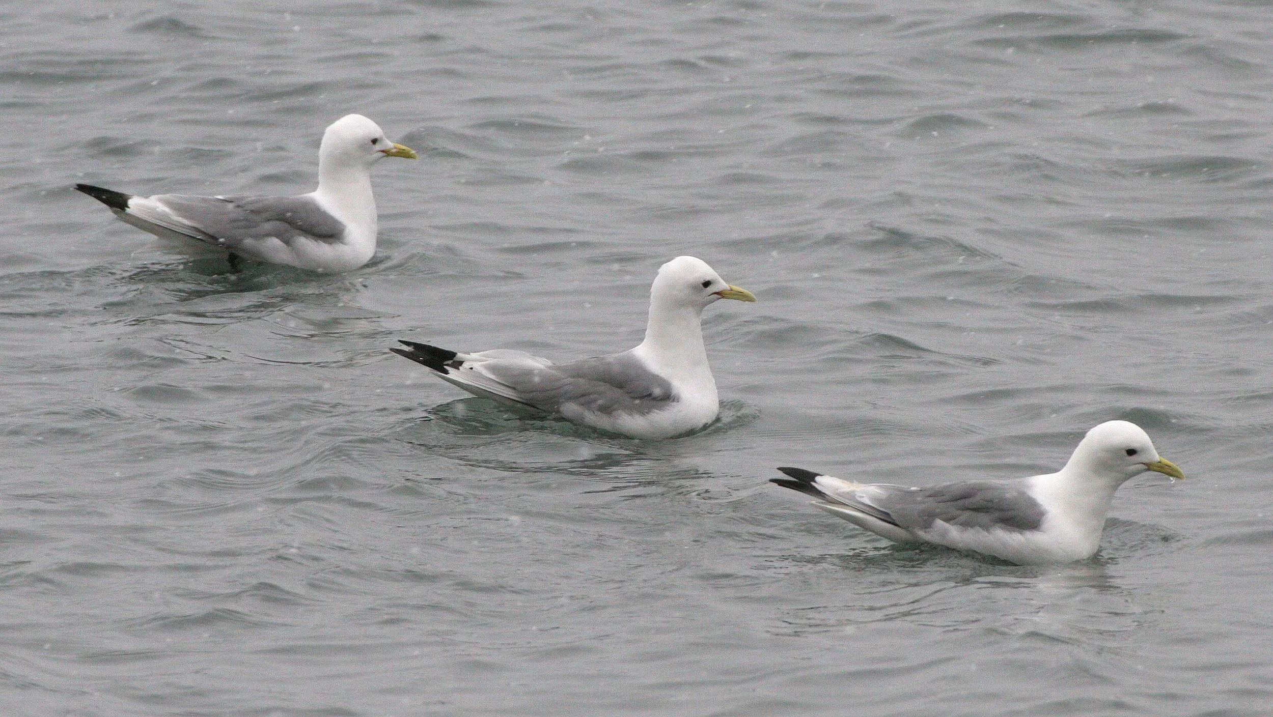 BIRD - KITTIWAKE - BLACK-LEGGED - SVALBARD (15).jpg