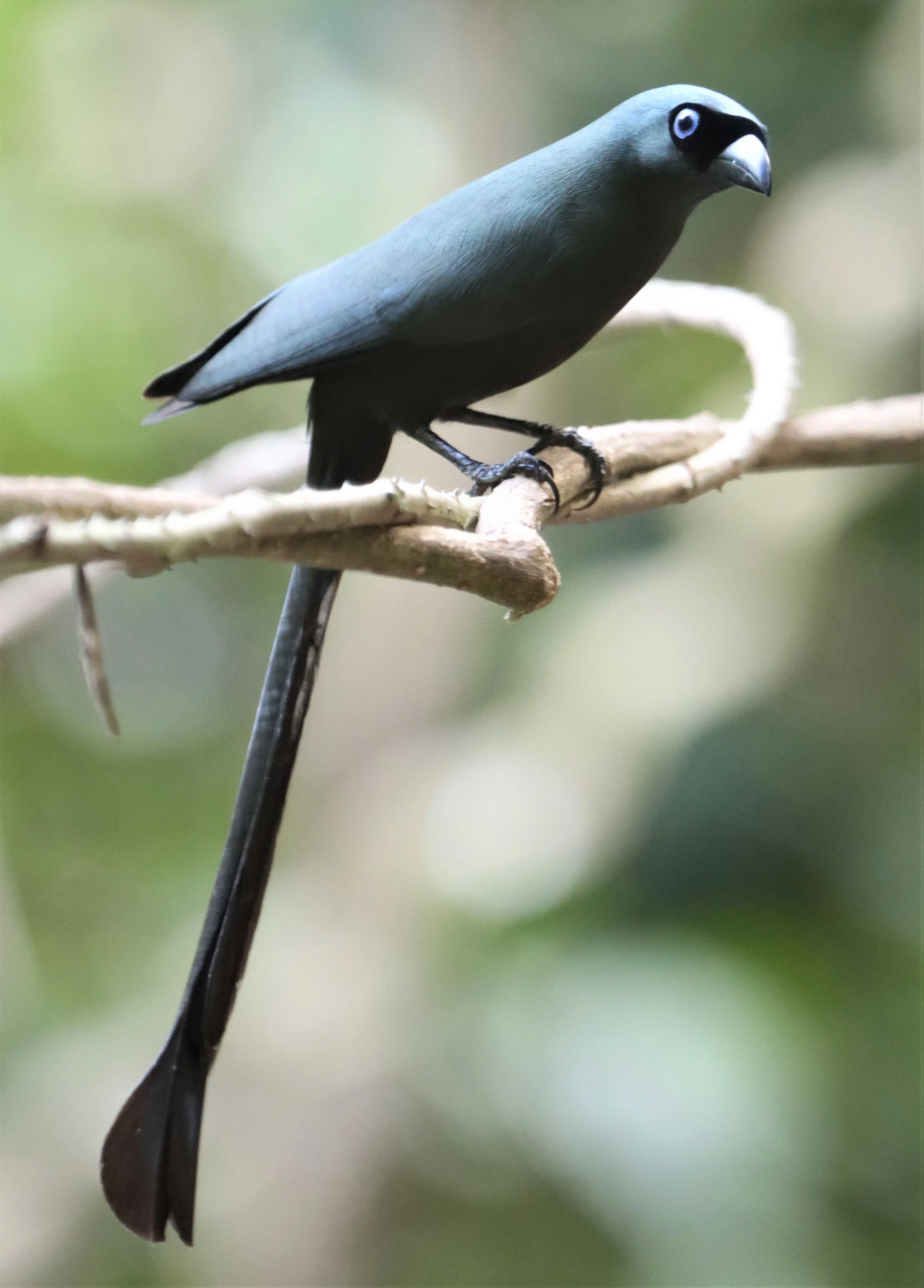 TREEPIE - RACKET-TAILED TREEPIE -Crypsirina temia - NEUNG HIDE KAENG KRACHAN (19).jpg