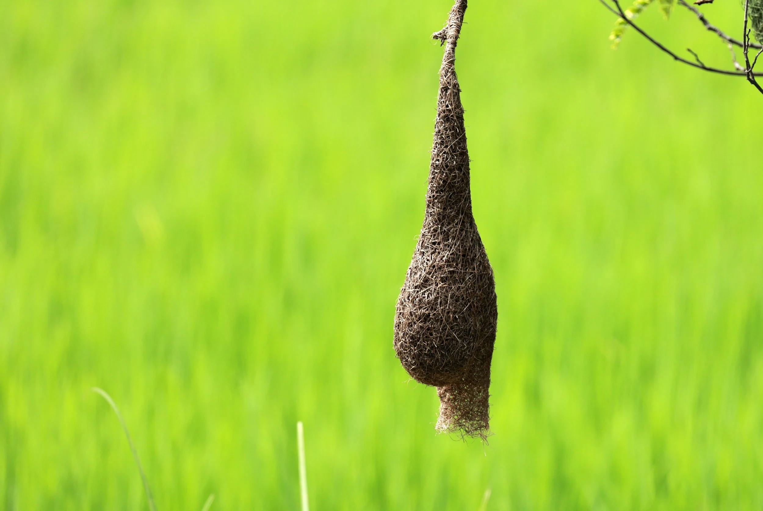 Khao Nor Khao Kaew Bat Viewing Nakhon Sawan (1).jpg