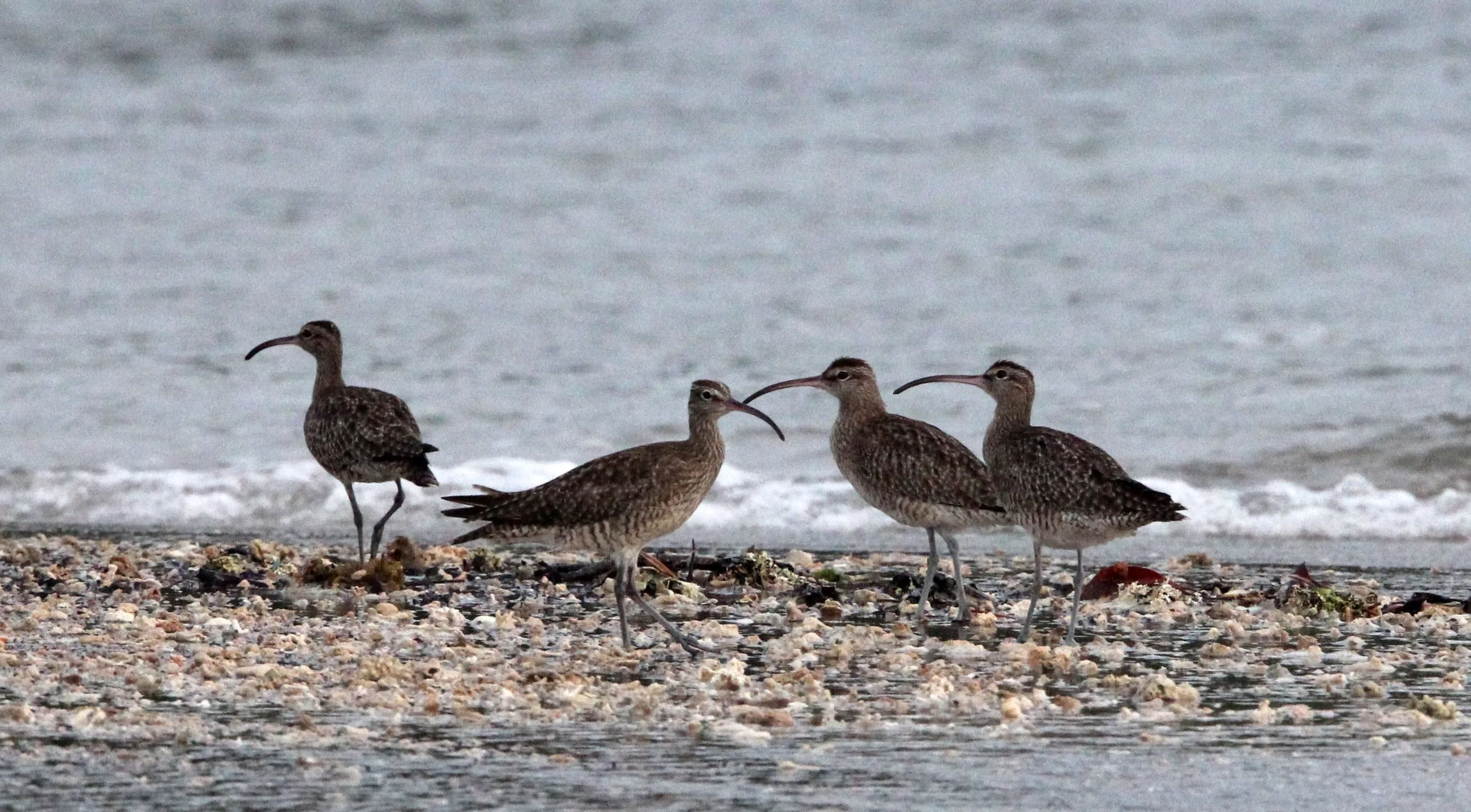 BIRD - WHIMBREL - TANGKOKO NATIONAL PARK SULAWESI INDONESIA (11).JPG