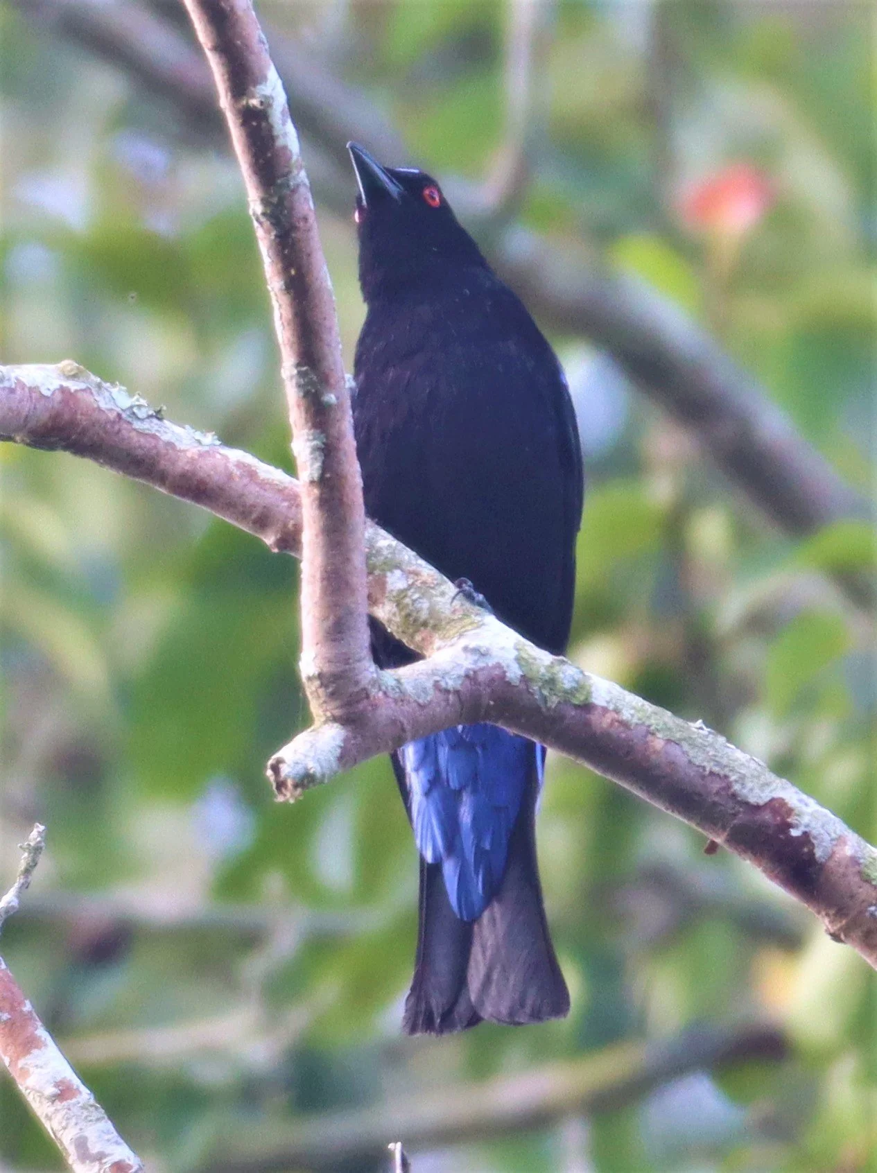 ASIAN FAIRY BLUEBIRD -  Irena puella - KHAO YAI NATIONAL PARK (3).jpg