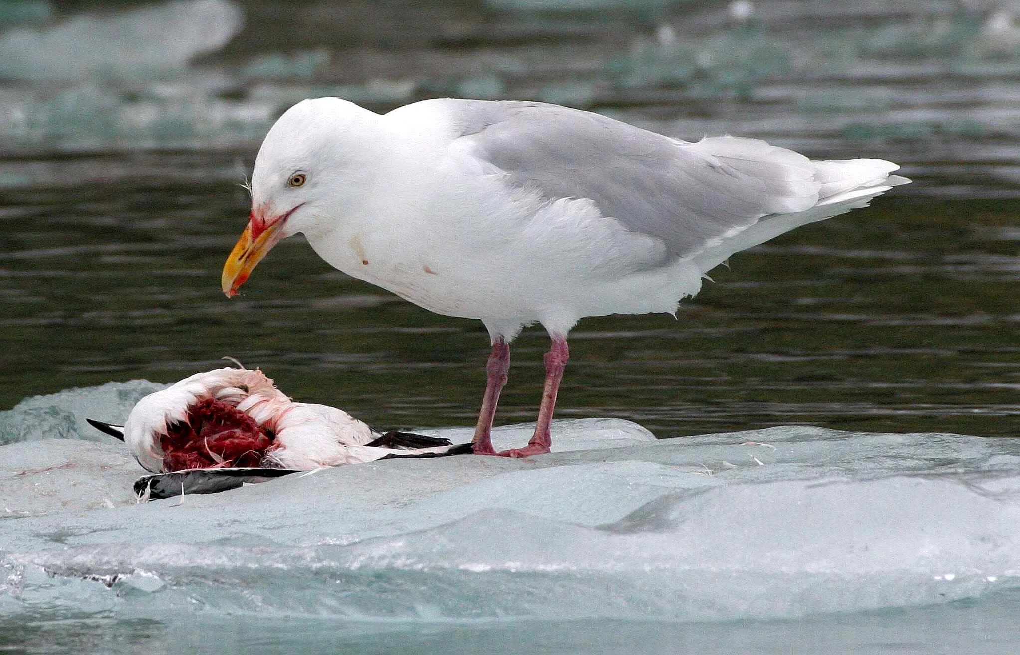 BIRD - GULL - GLAUCOUS GULL - SVALBARD (22).jpg