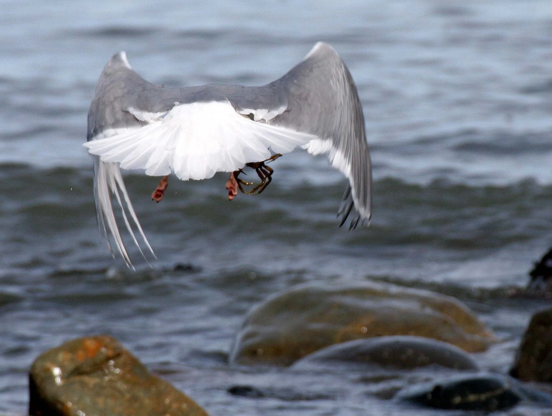 BIRD - GULL - GLAUCOUS-WINGED GULL - LAKE FARM BEACH WA (12).JPG