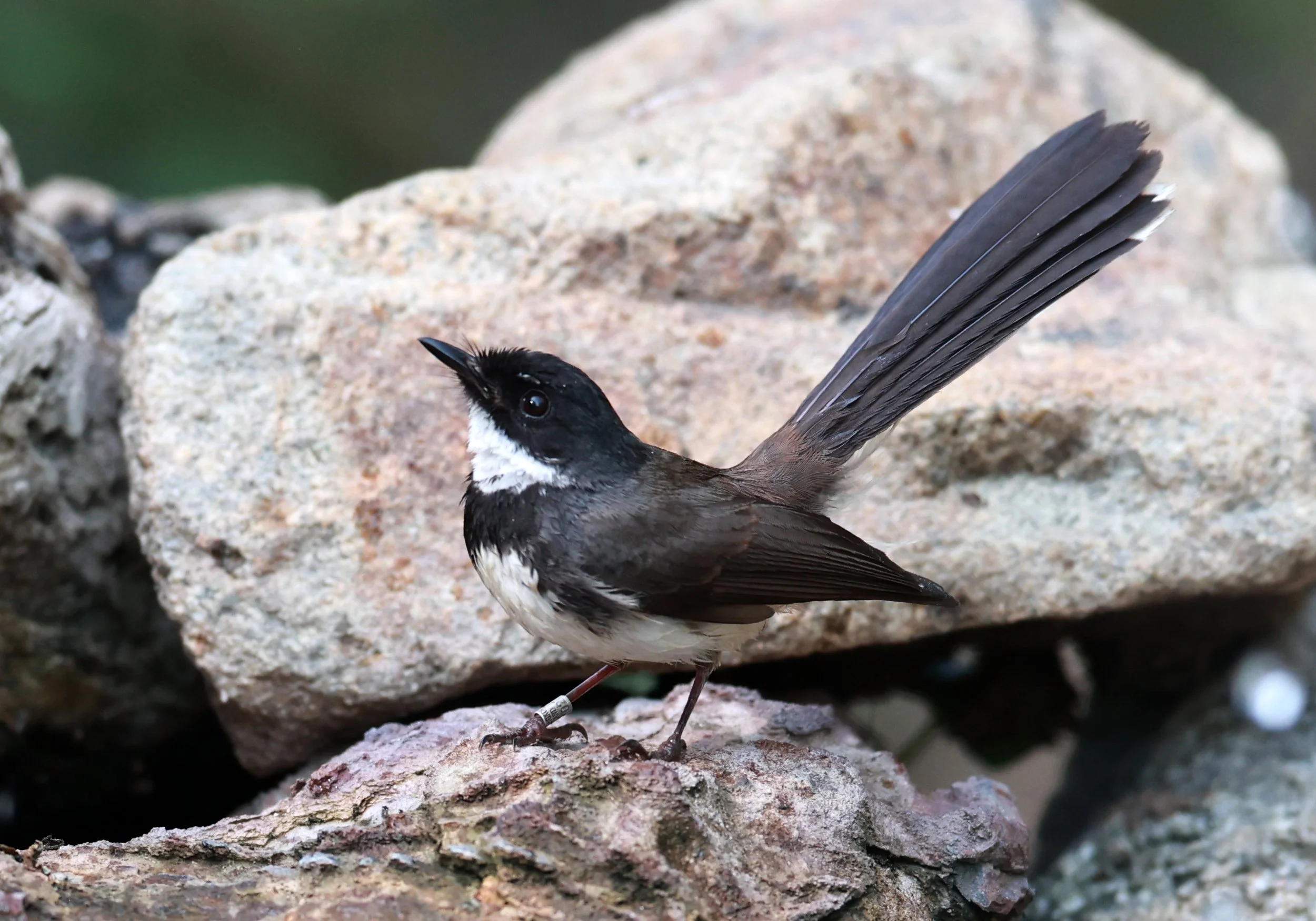 Fantail - Pied Fantail - Rhipidura javanica - Bang Pu Forest Preserve March 2024 (1).jpg