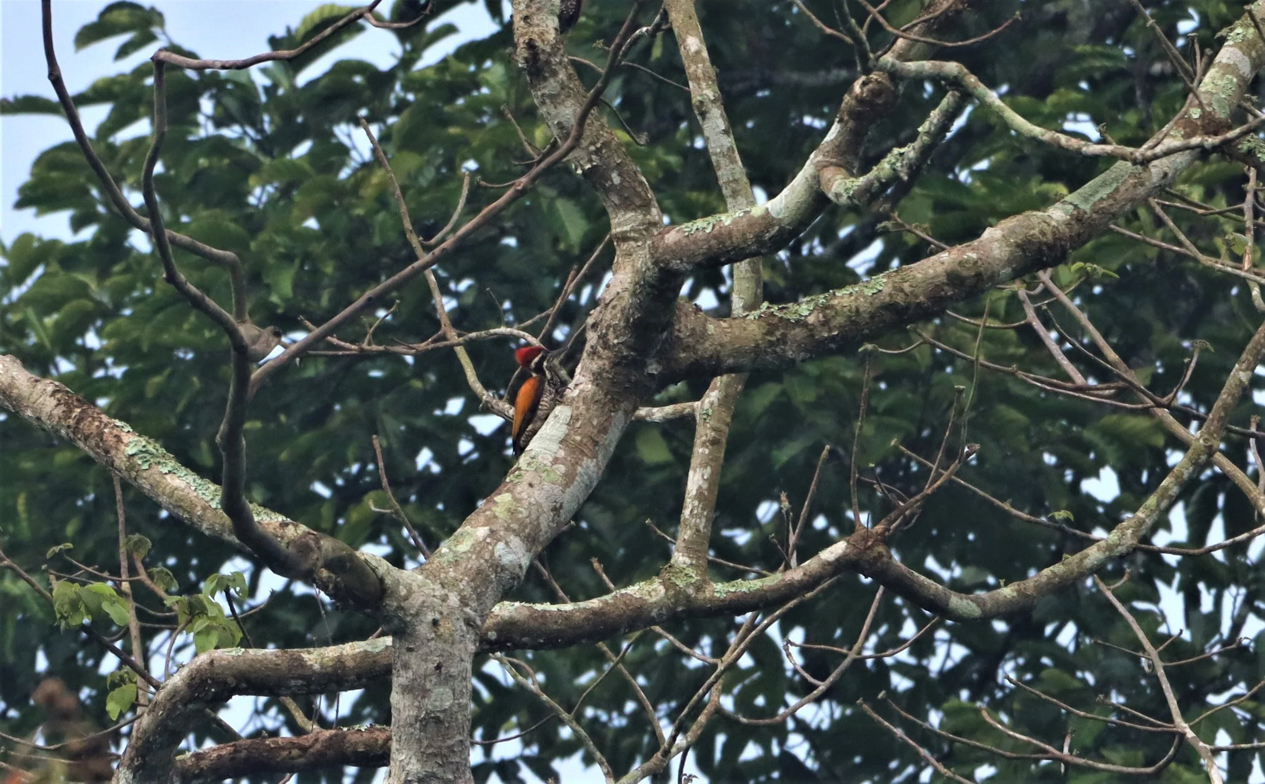 WOODPECKER - GREATER FLAMEBACK - Chrysocolaptes lucidus - KAENG KRACHAN NP (2).jpg