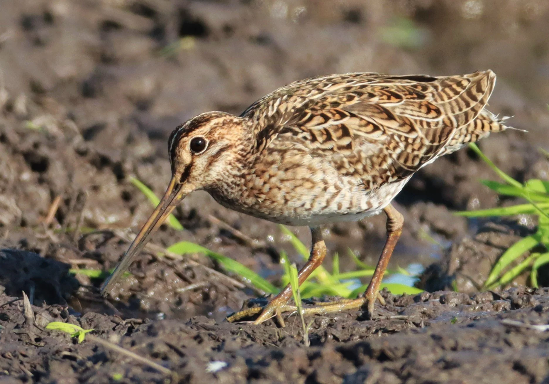 SNIPE - PINTAIL SNIPE - Gallinago stenura - PATHUM THANI RICE RESEARCH CENTER AUGUST 24 2021 (147).jpg