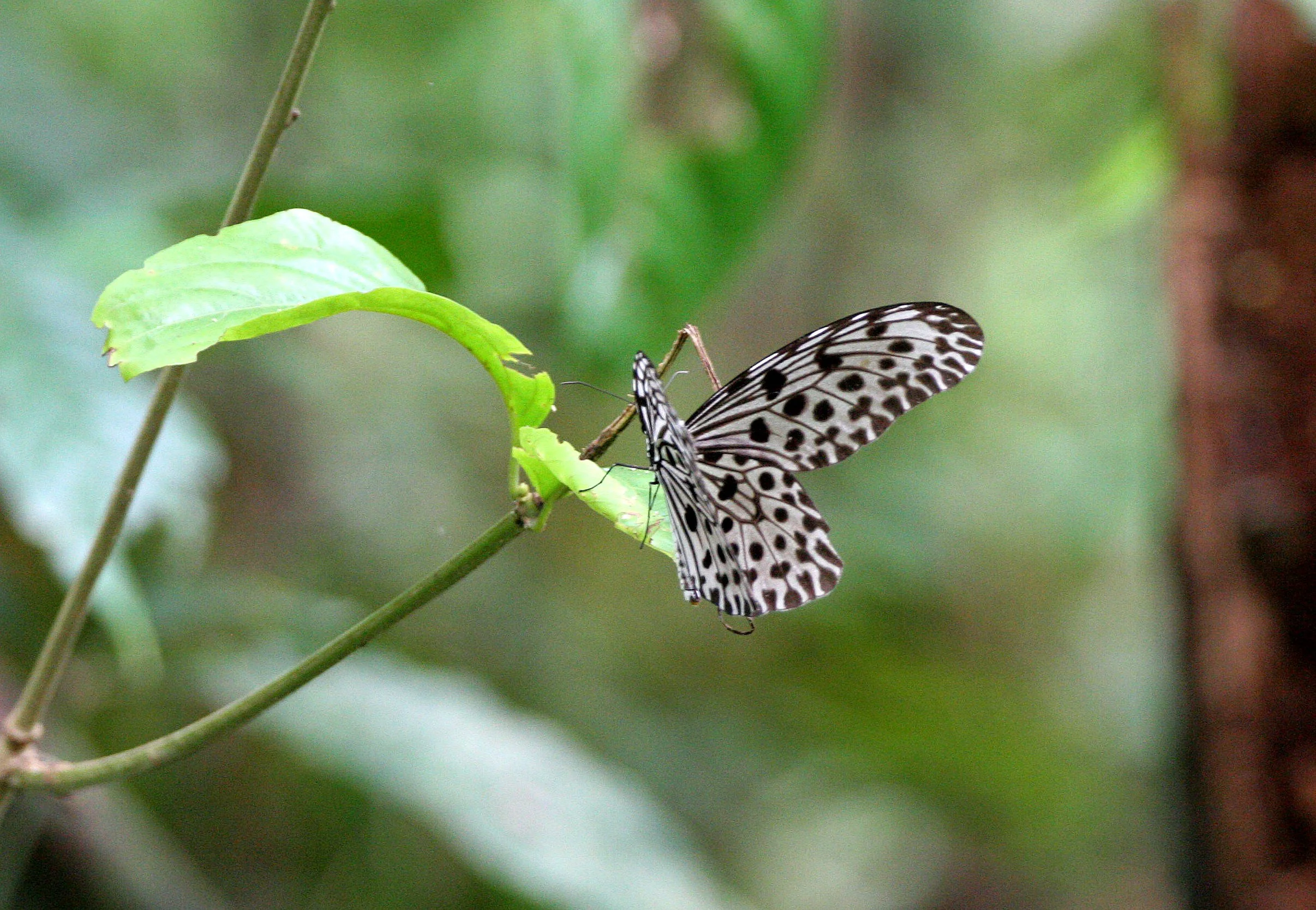 Paplionidae - Tree Nymph (Idea stolli) Thailand