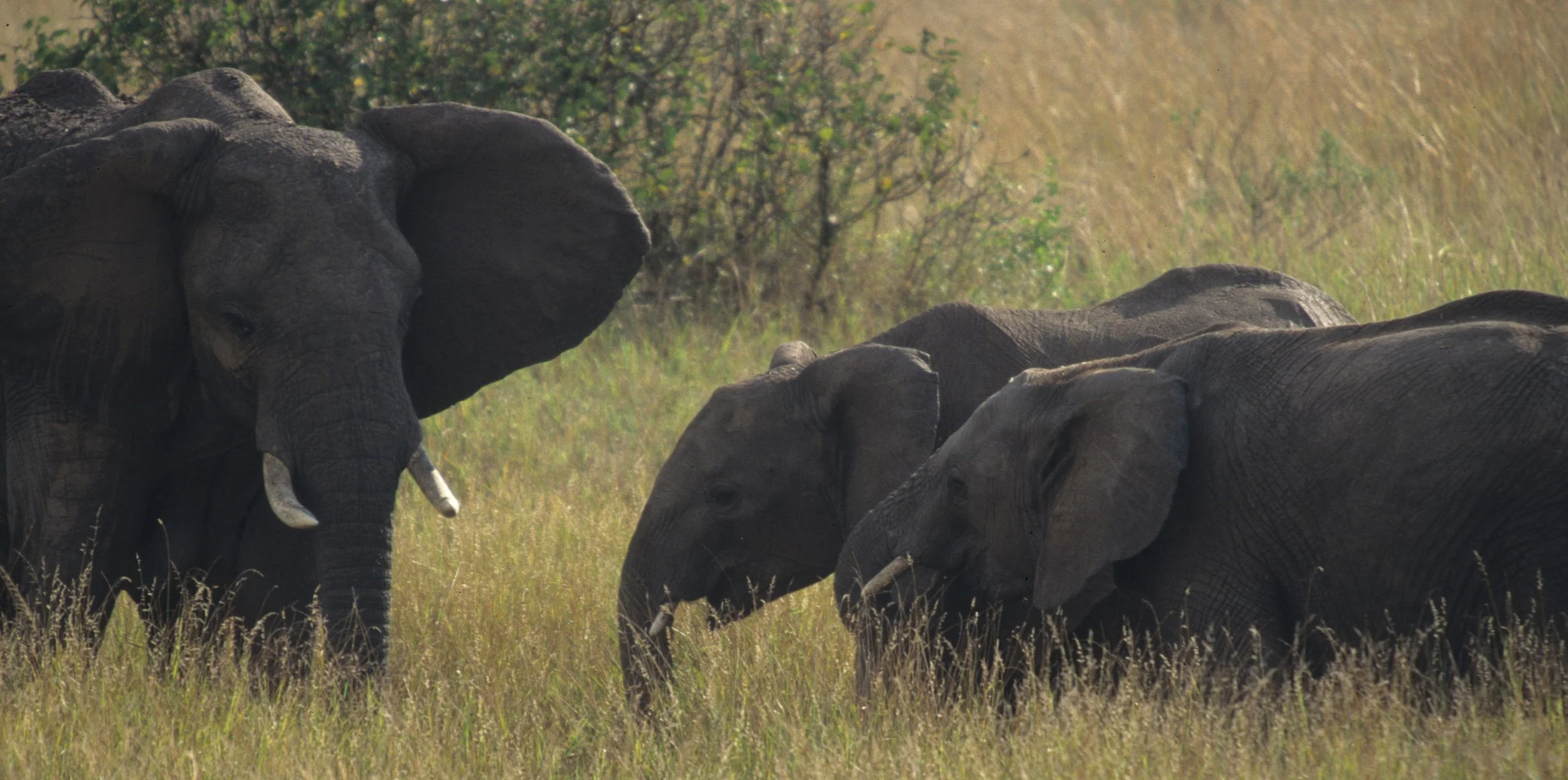 ELEPHANT - SERENGETI 36.jpg